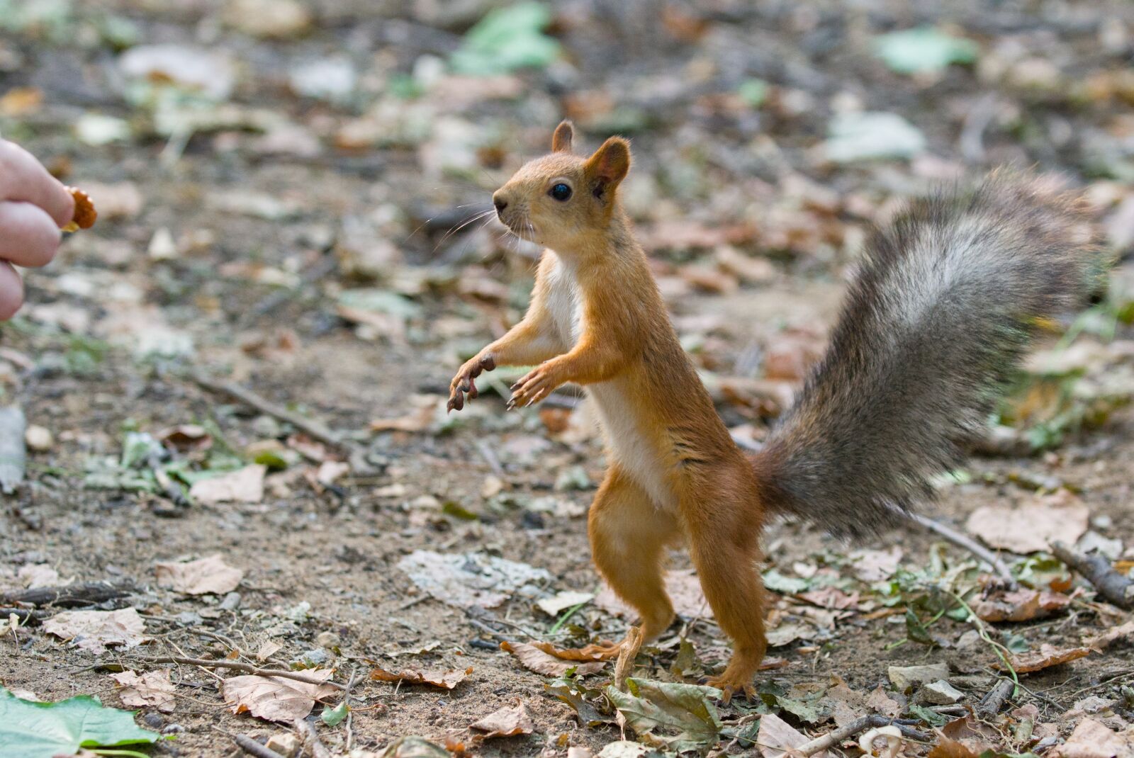 Nikon D3100 sample photo. Squirrel, rodent, hand photography
