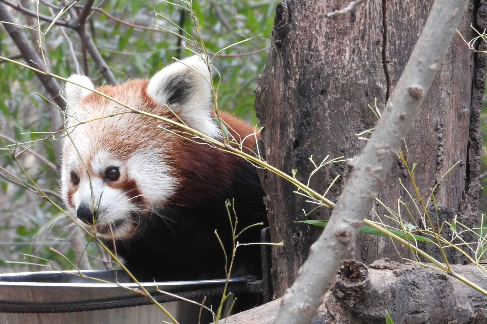 Nikon Coolpix P610 sample photo. Bear, cute, animal, fauna photography
