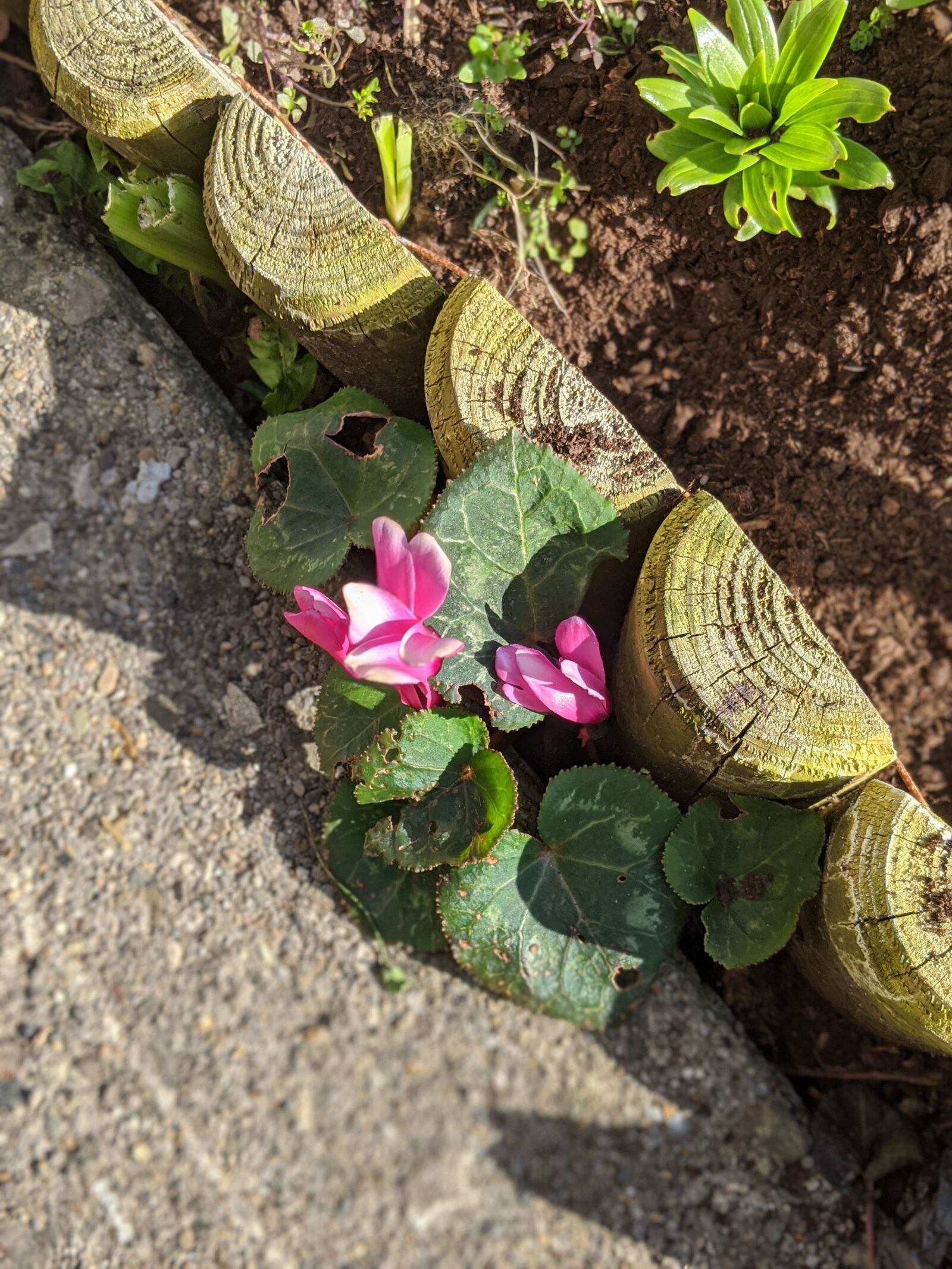 Google Pixel 2 XL sample photo. Flowers, plant, spring photography