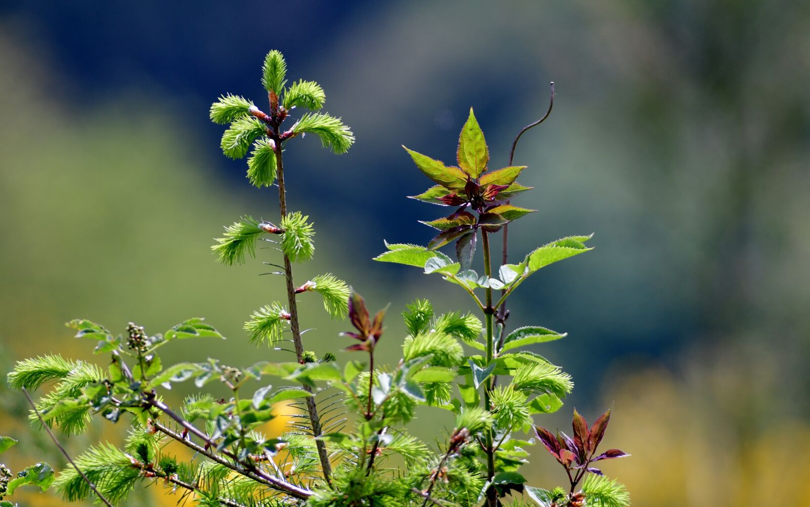 Nikon D500 sample photo. Tops, flora, nature photography