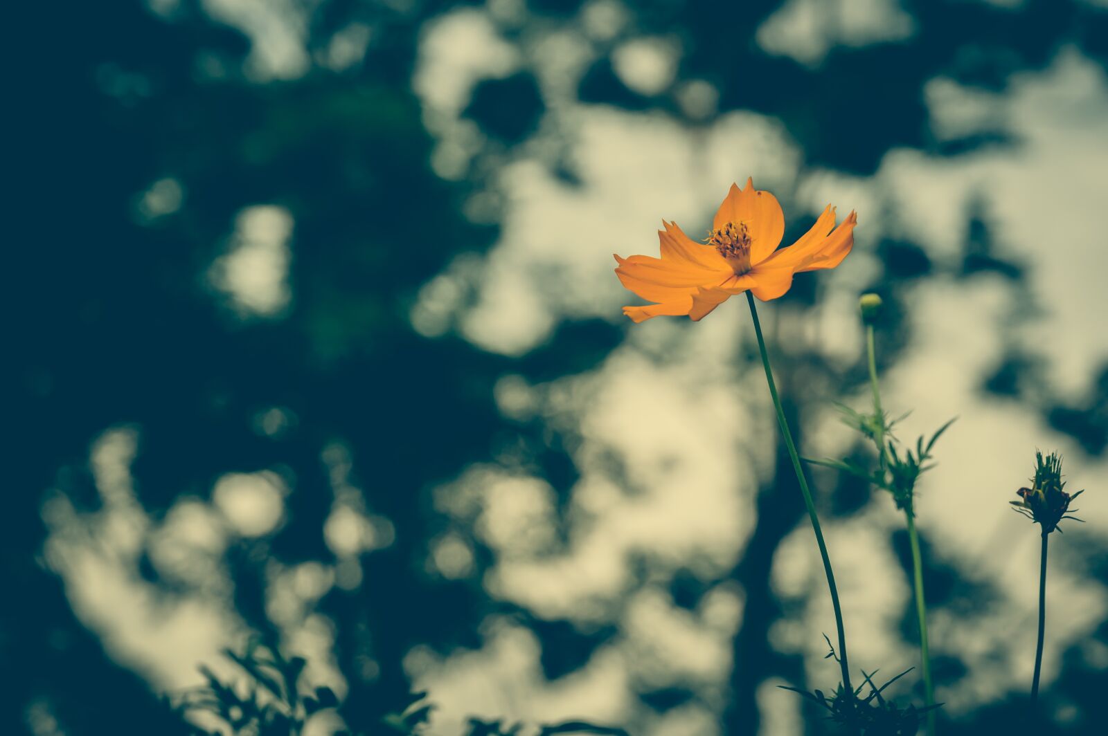 Nikon D3200 sample photo. Cosmea, vintage, flower photography