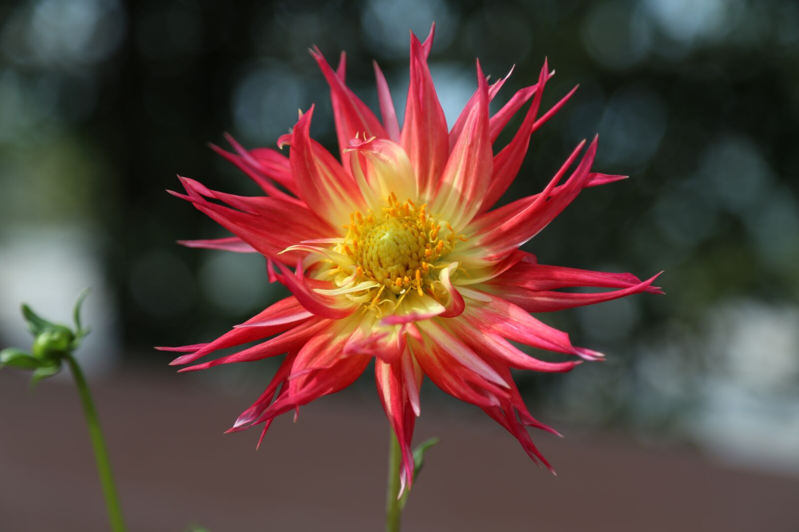 Canon EOS 6D + Canon EF 24-105mm F4L IS USM sample photo. Flower, nature, free image photography