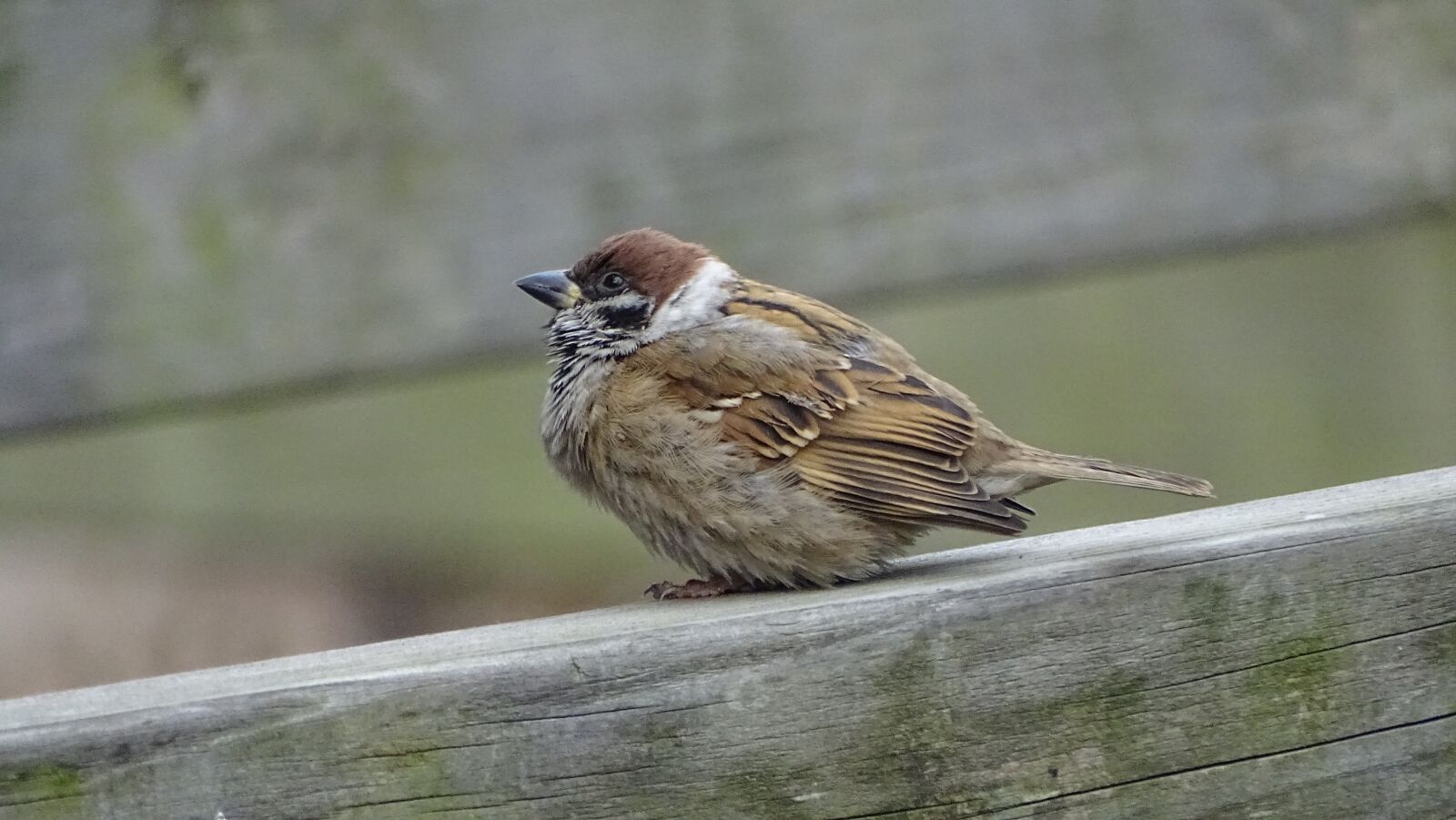 Sony Cyber-shot DSC-HX400V sample photo. New, wildlife, nature photography