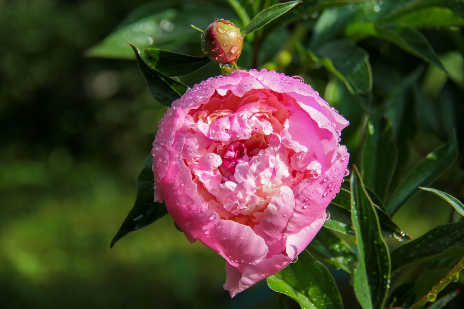 Canon EOS 7D sample photo. Peony, pink, rain photography
