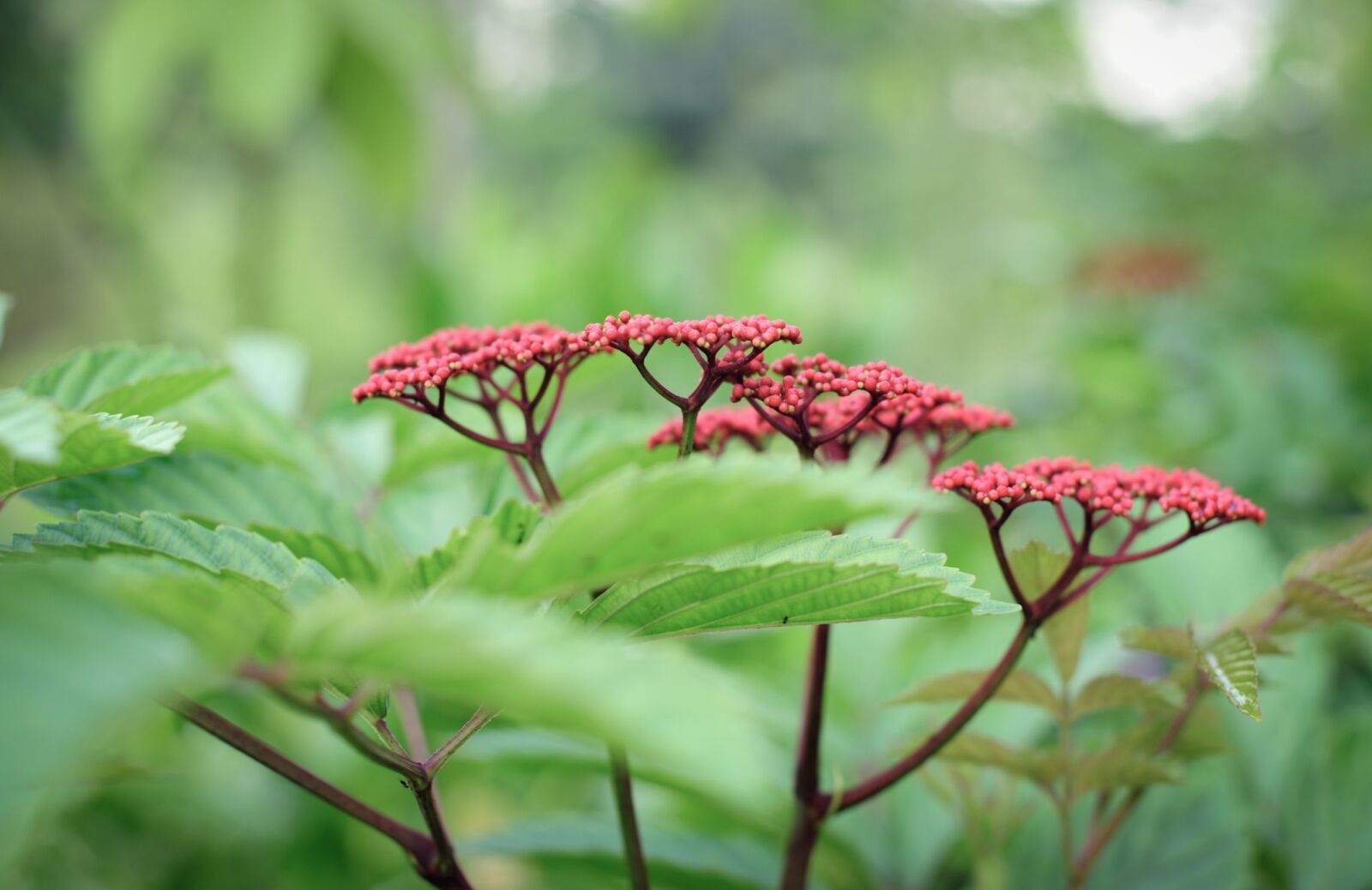Nikon D700 sample photo. Flower, flora, spring photography