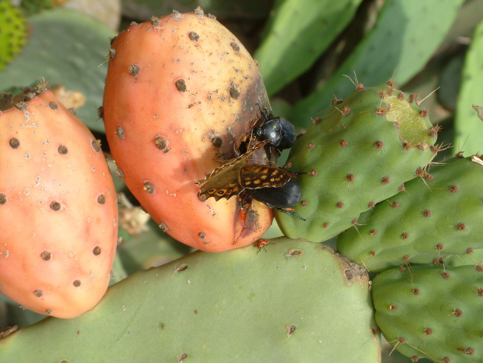 Fujifilm FinePix S602 ZOOM sample photo. Bugs, butterfly, cactus, figs photography