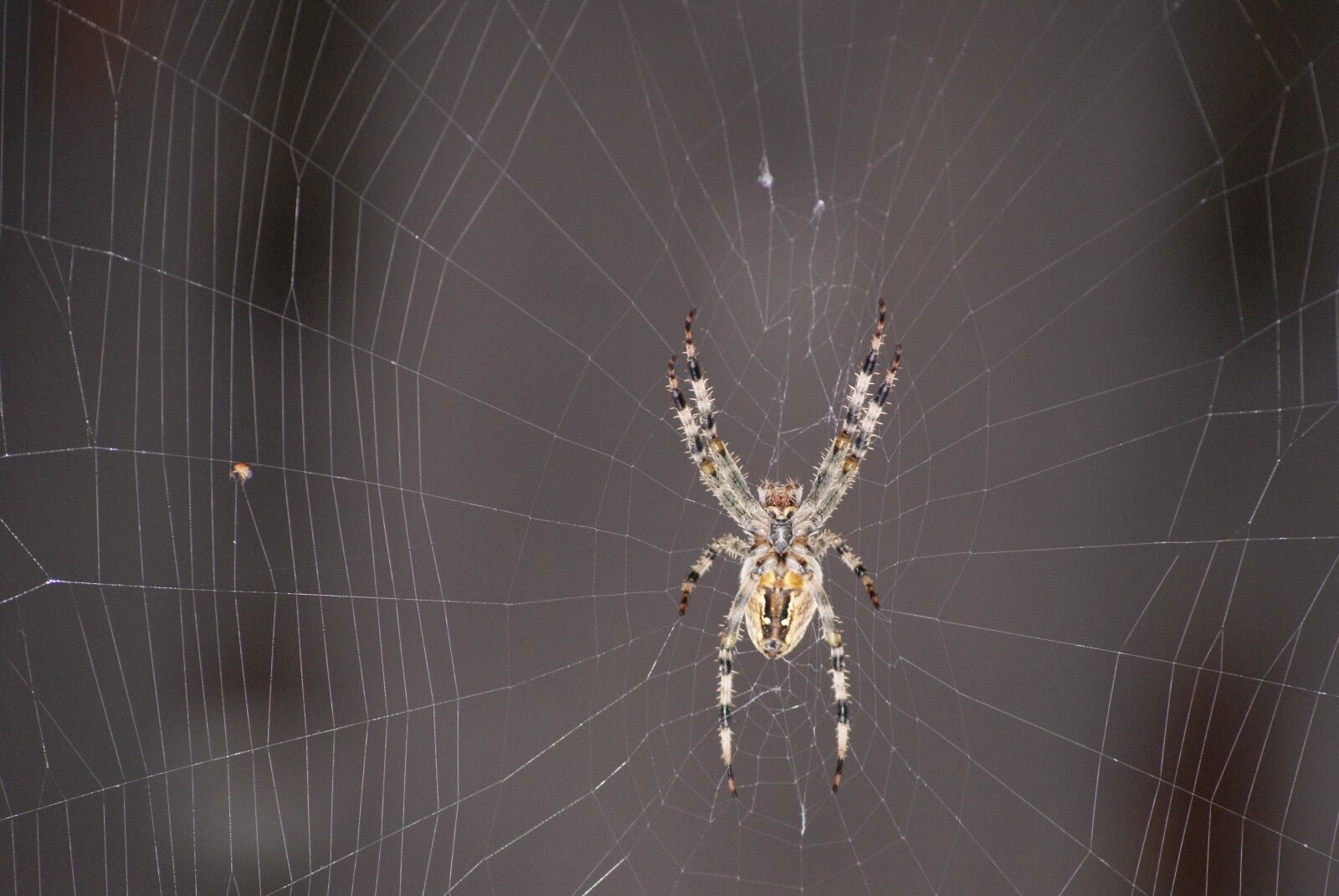 Sony Alpha DSLR-A230 sample photo. Spider, hotel, cobweb photography