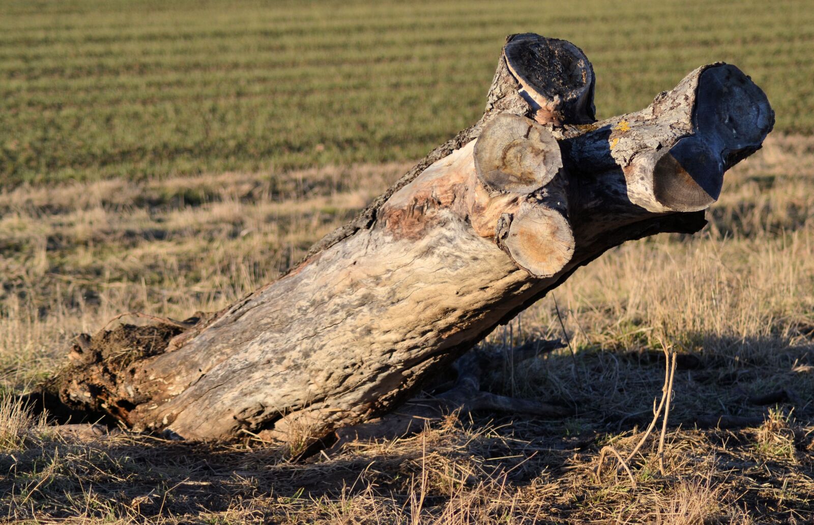 Nikon D3100 sample photo. Tree stump, nature, tree photography