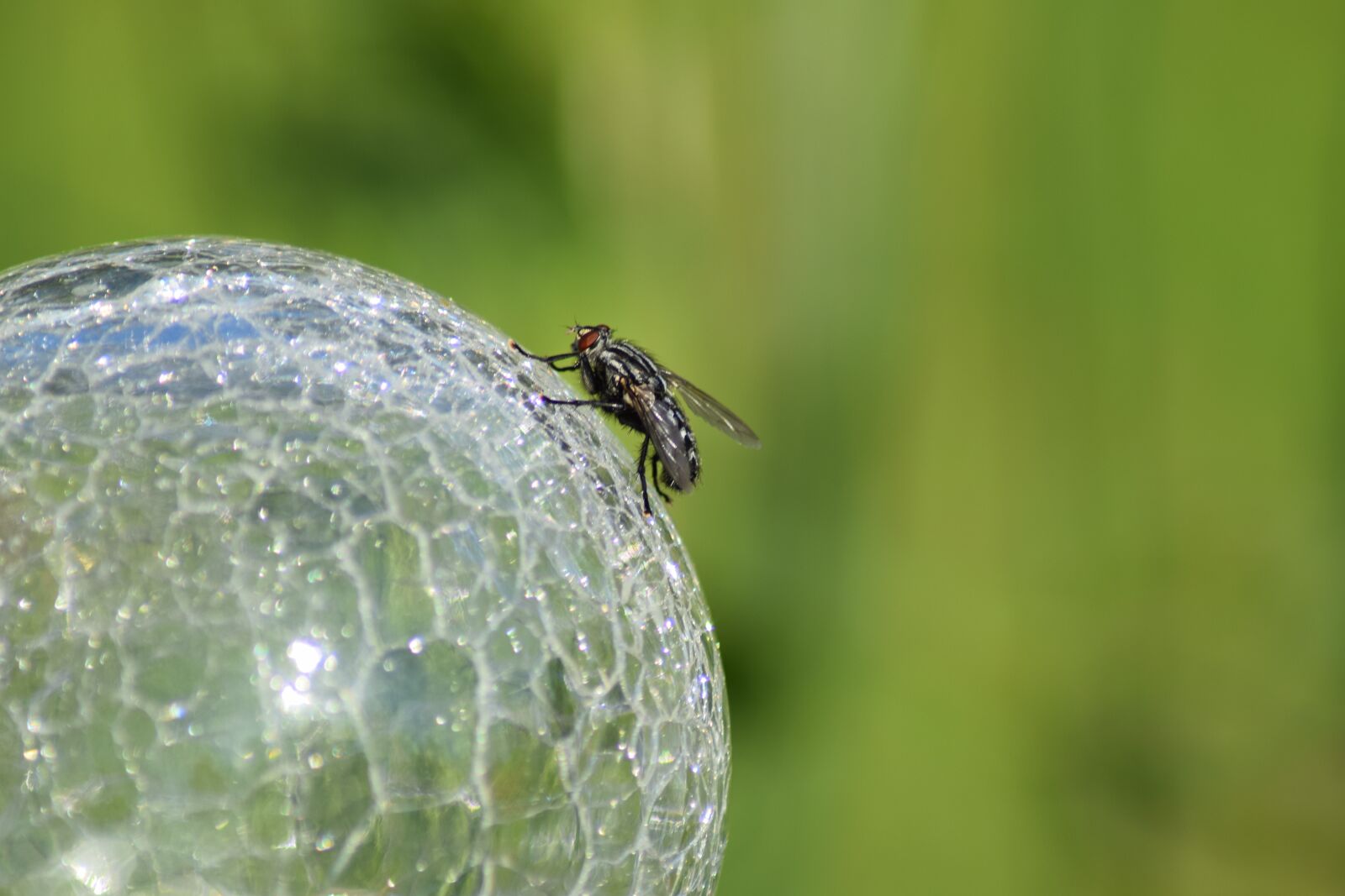 Nikon D3300 sample photo. Fly, crystal ball, ball photography