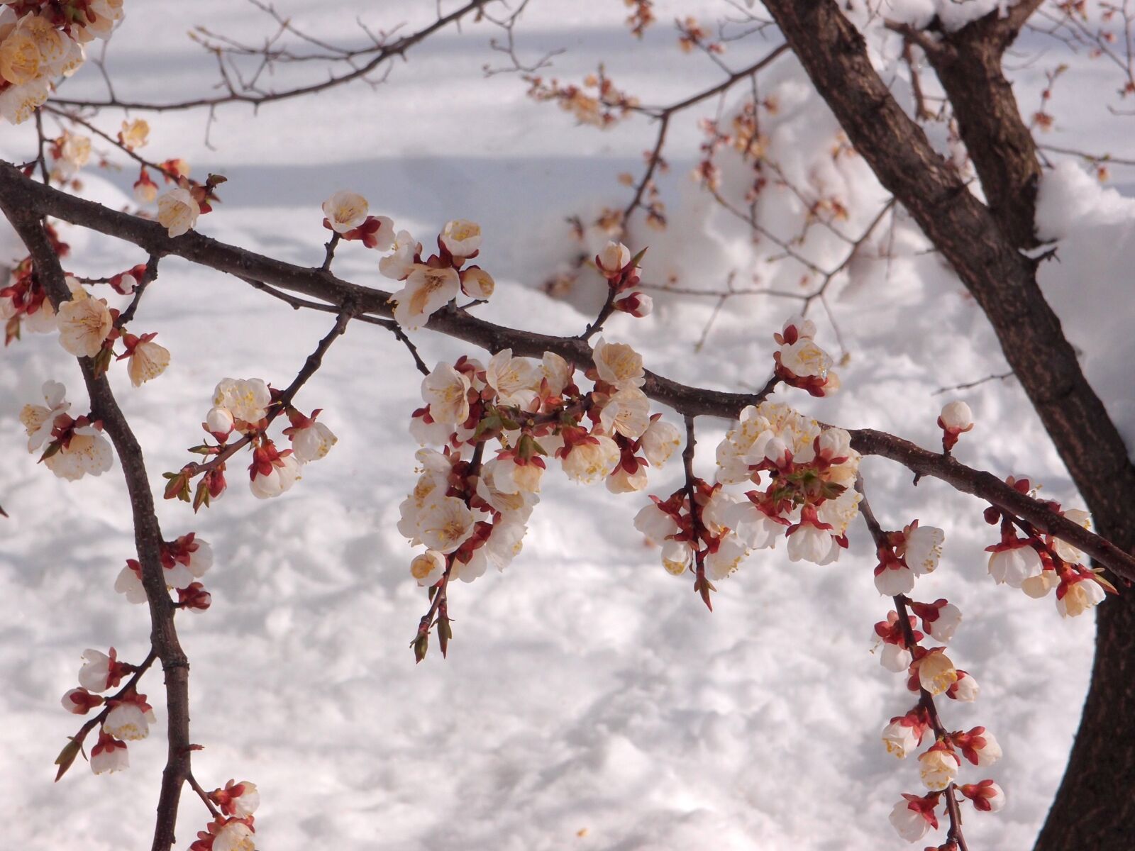 Olympus XZ-1 sample photo. Tree, apricot, element photography