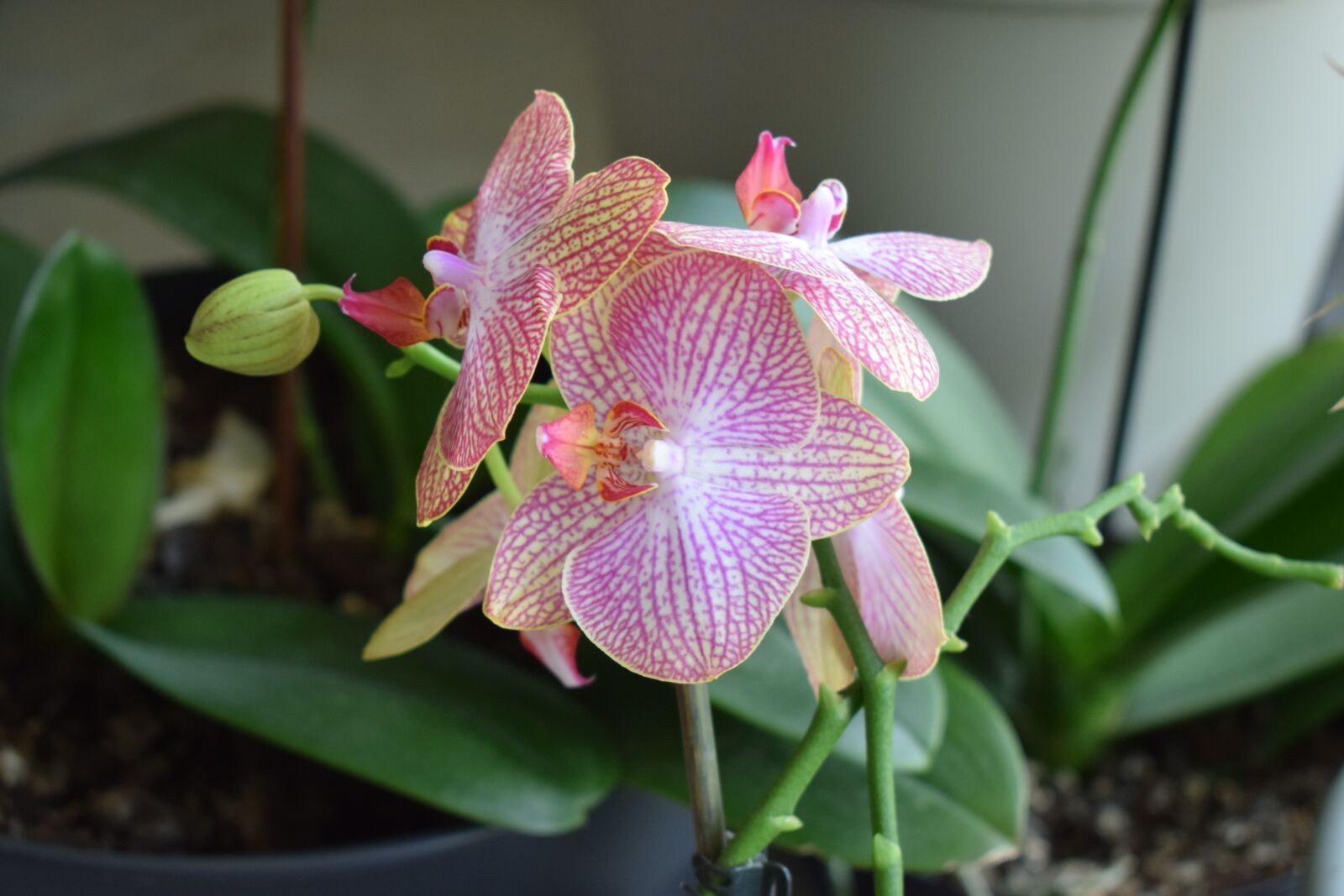 Nikon D3300 sample photo. Plant, nature, flower photography