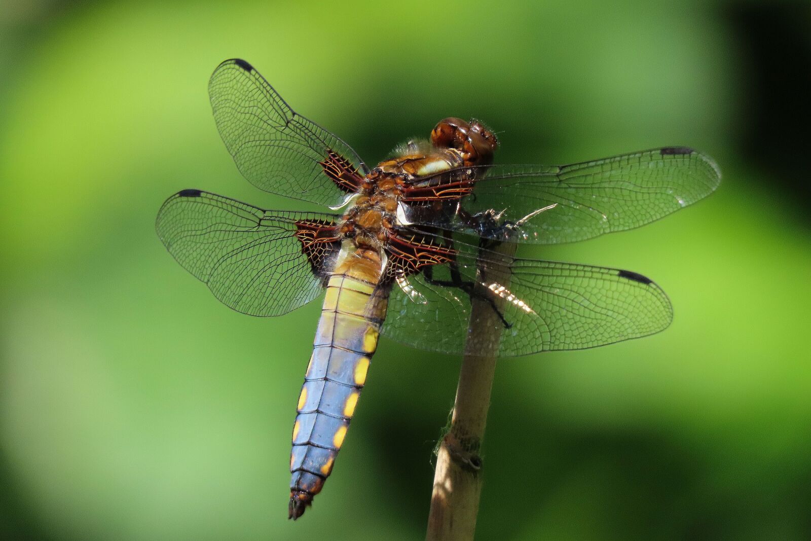 Canon PowerShot SX70 HS sample photo. Dragonfly, nature, wing photography