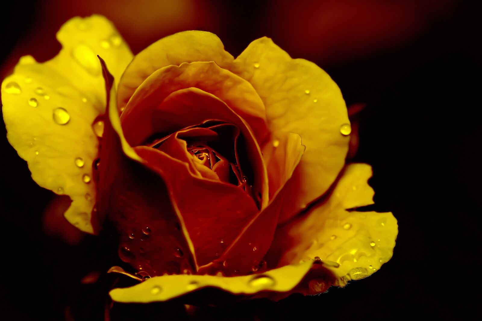 Nikon D7200 sample photo. Rose, tender, romantic photography