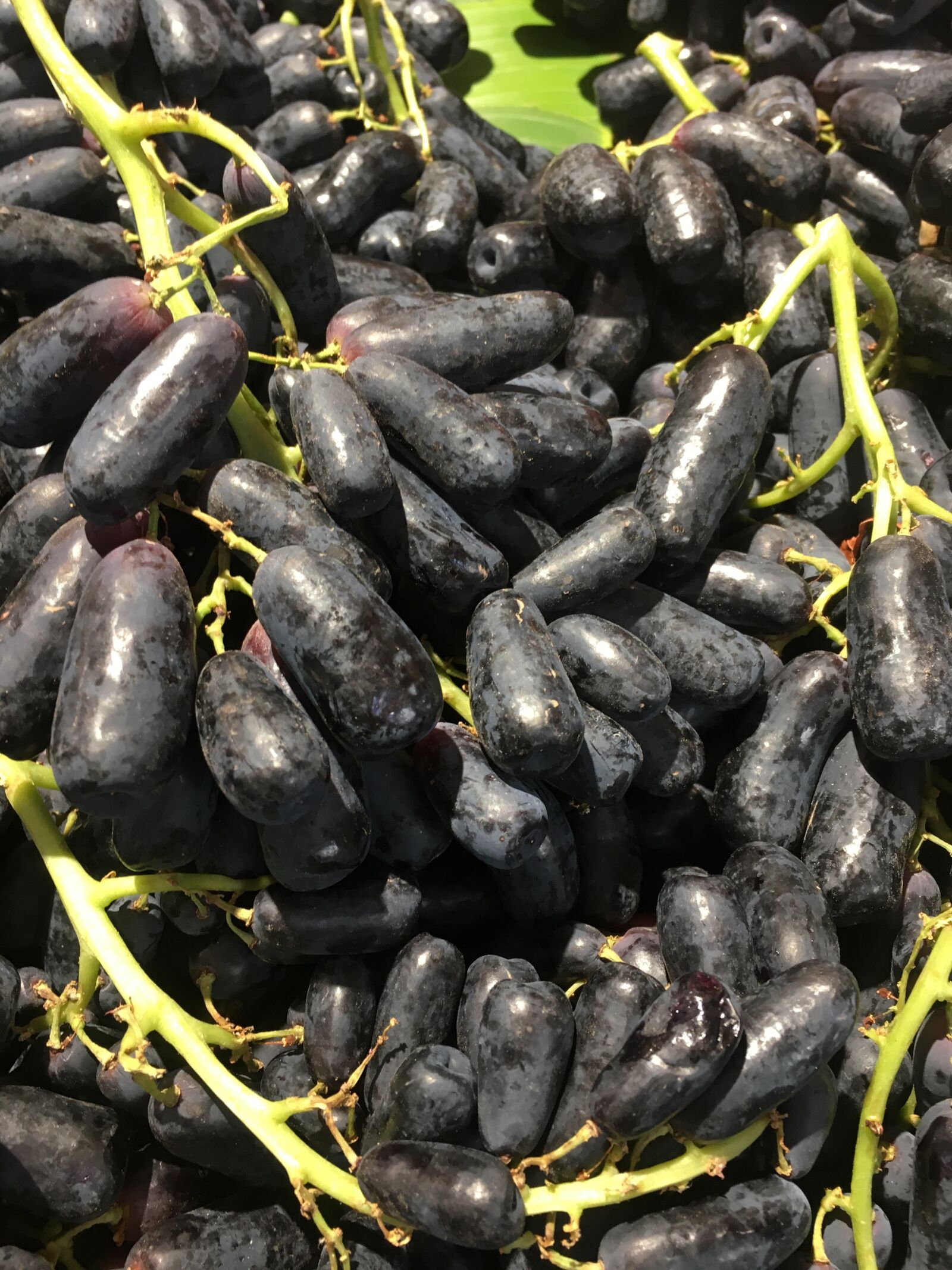 Apple iPhone 6s sample photo. Food, nature, grow photography