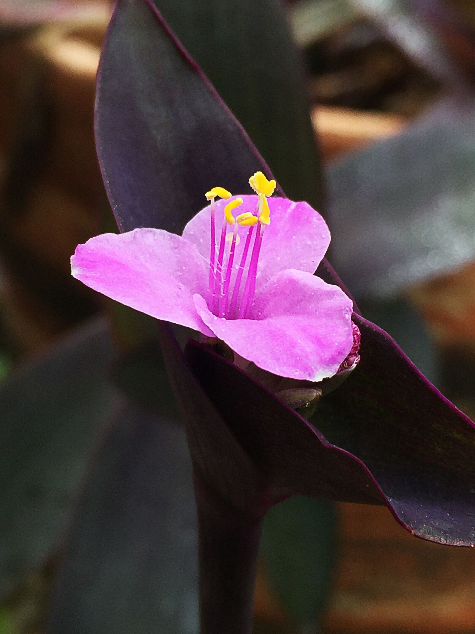 iPhone 6 Plus back camera 4.15mm f/2.2 sample photo. Flower, purple, lavender photography