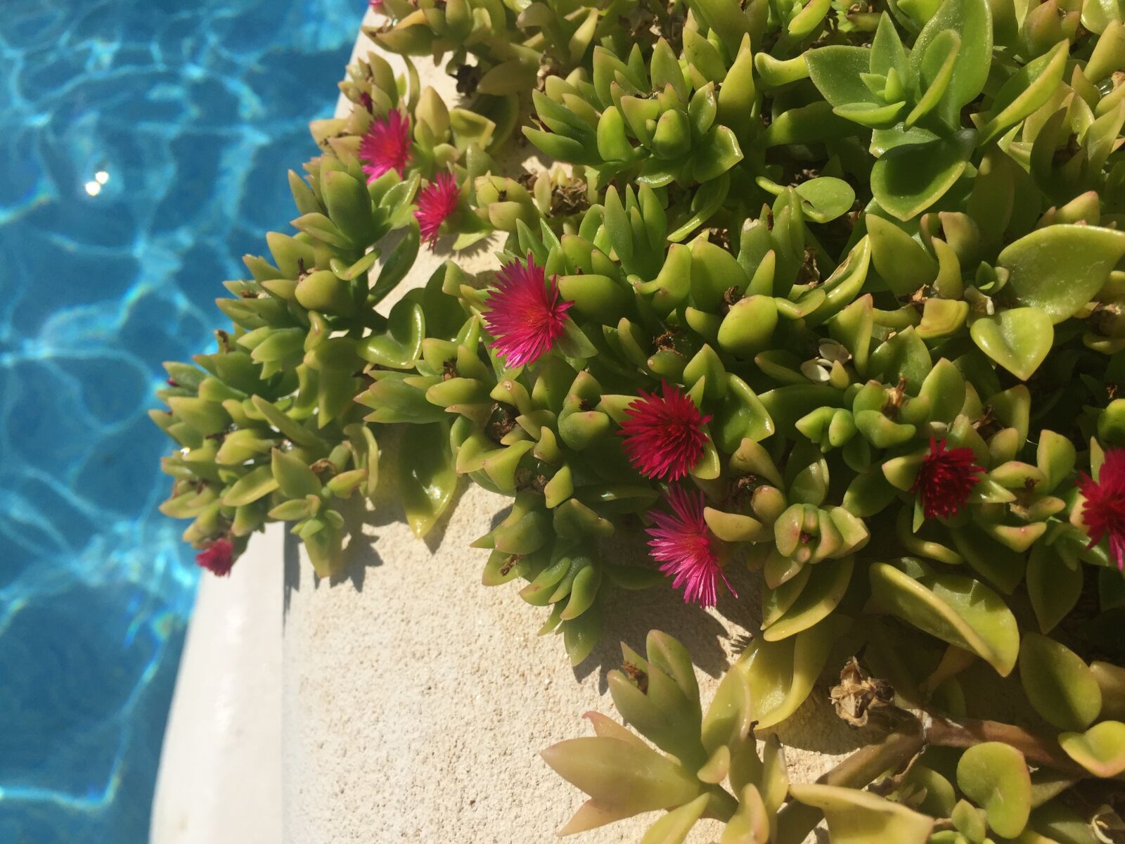 Apple iPhone 6 sample photo. Pool, summer, water photography