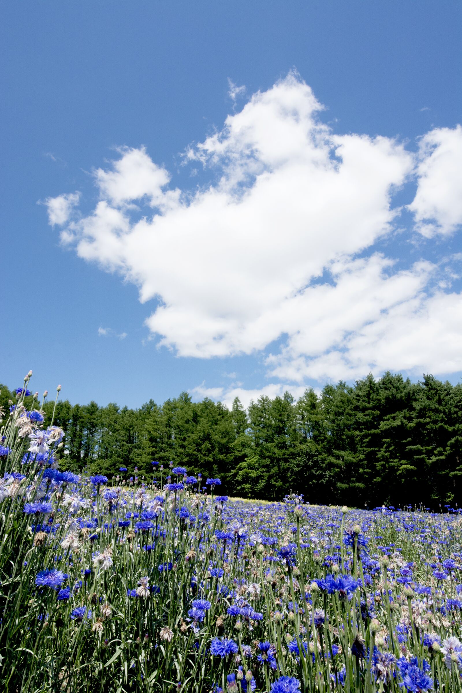 Nikon D7100 sample photo. Japan, hokkaido, furano photography