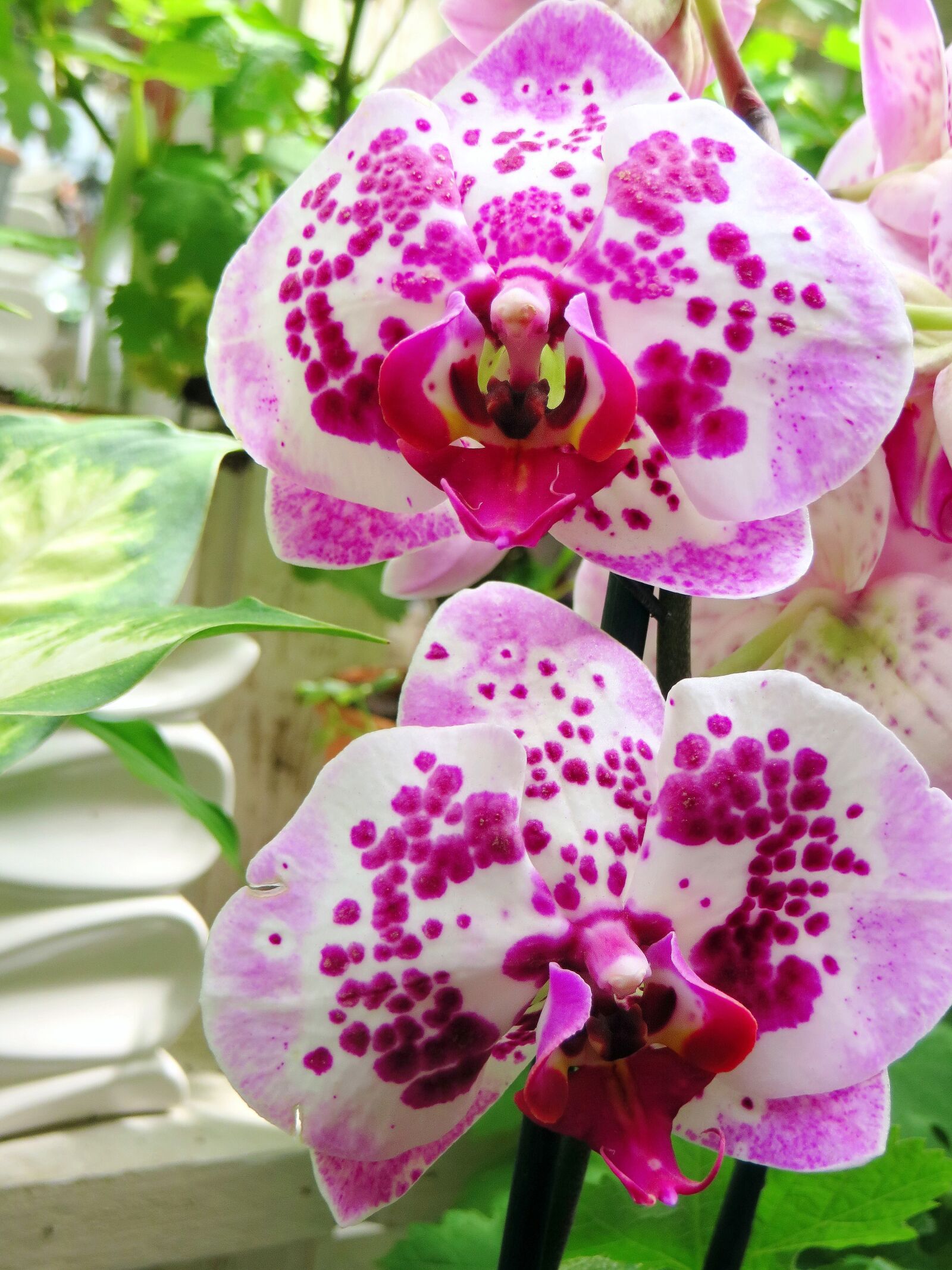 Canon PowerShot SX270 HS sample photo. Phanaelopsis, orchid, butterfly orchid photography