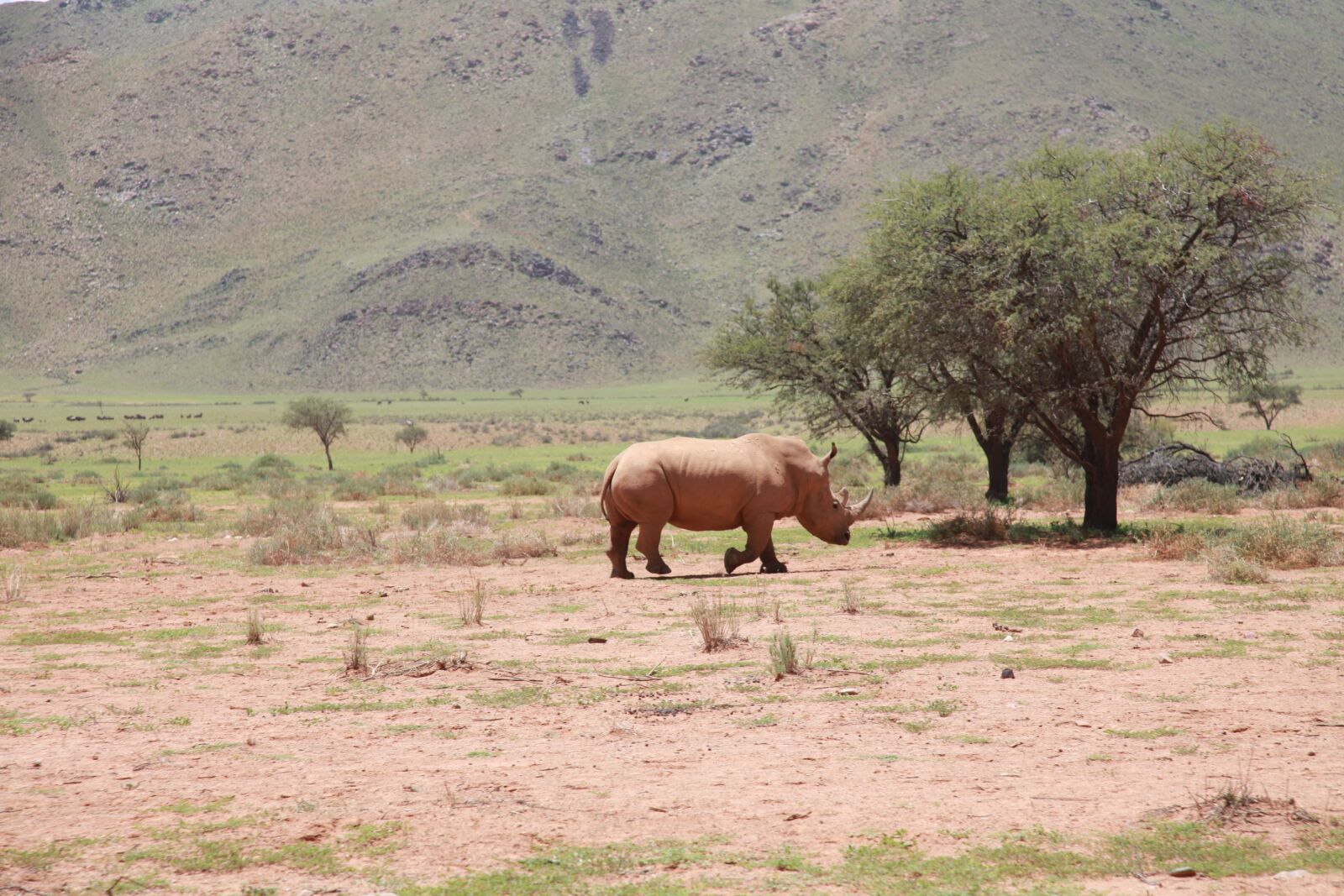 Canon EOS 5D Mark II sample photo. Africa, rhino, landscape photography