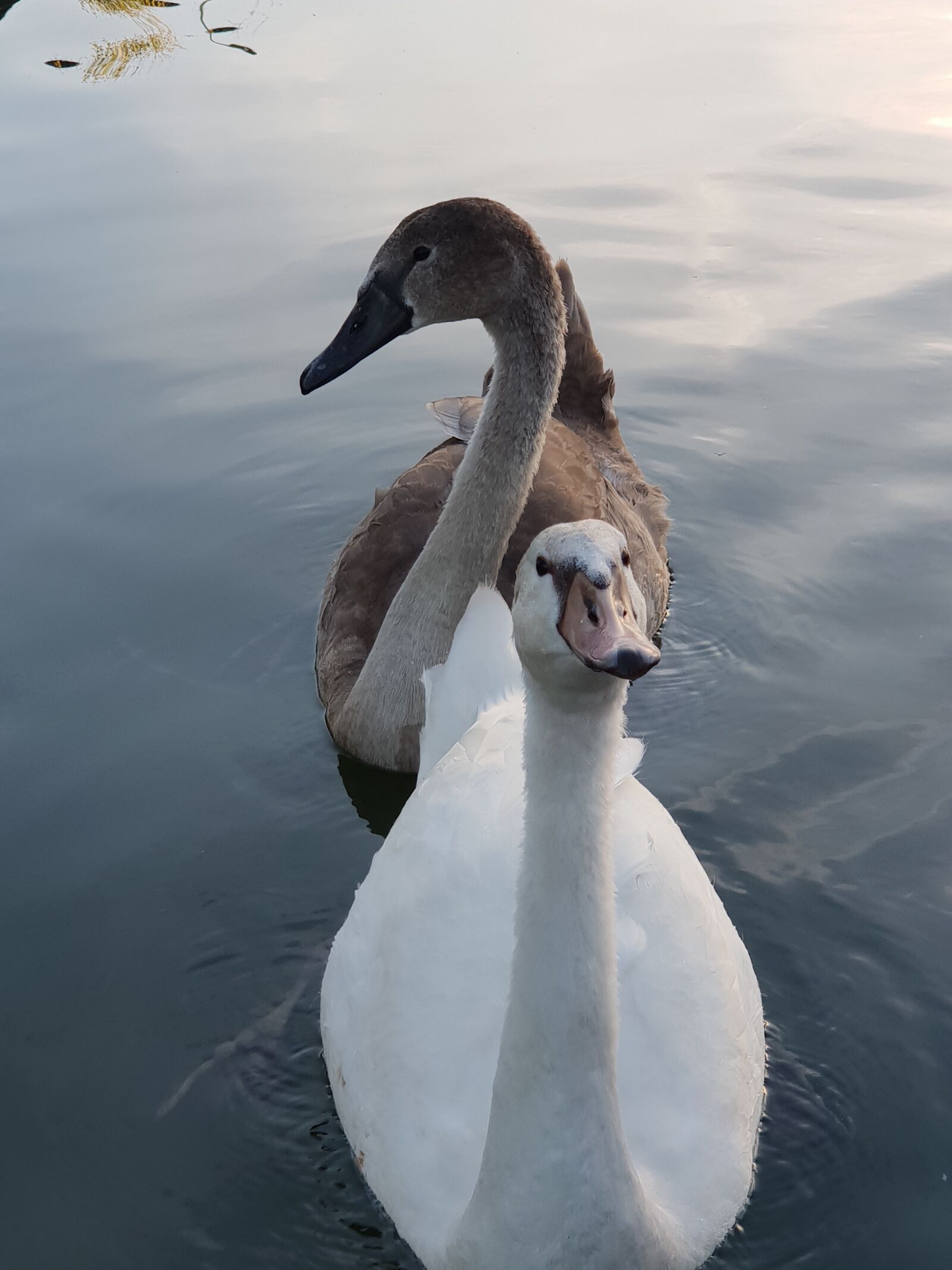 Samsung Galaxy S9+ sample photo. Swans, swan, water photography