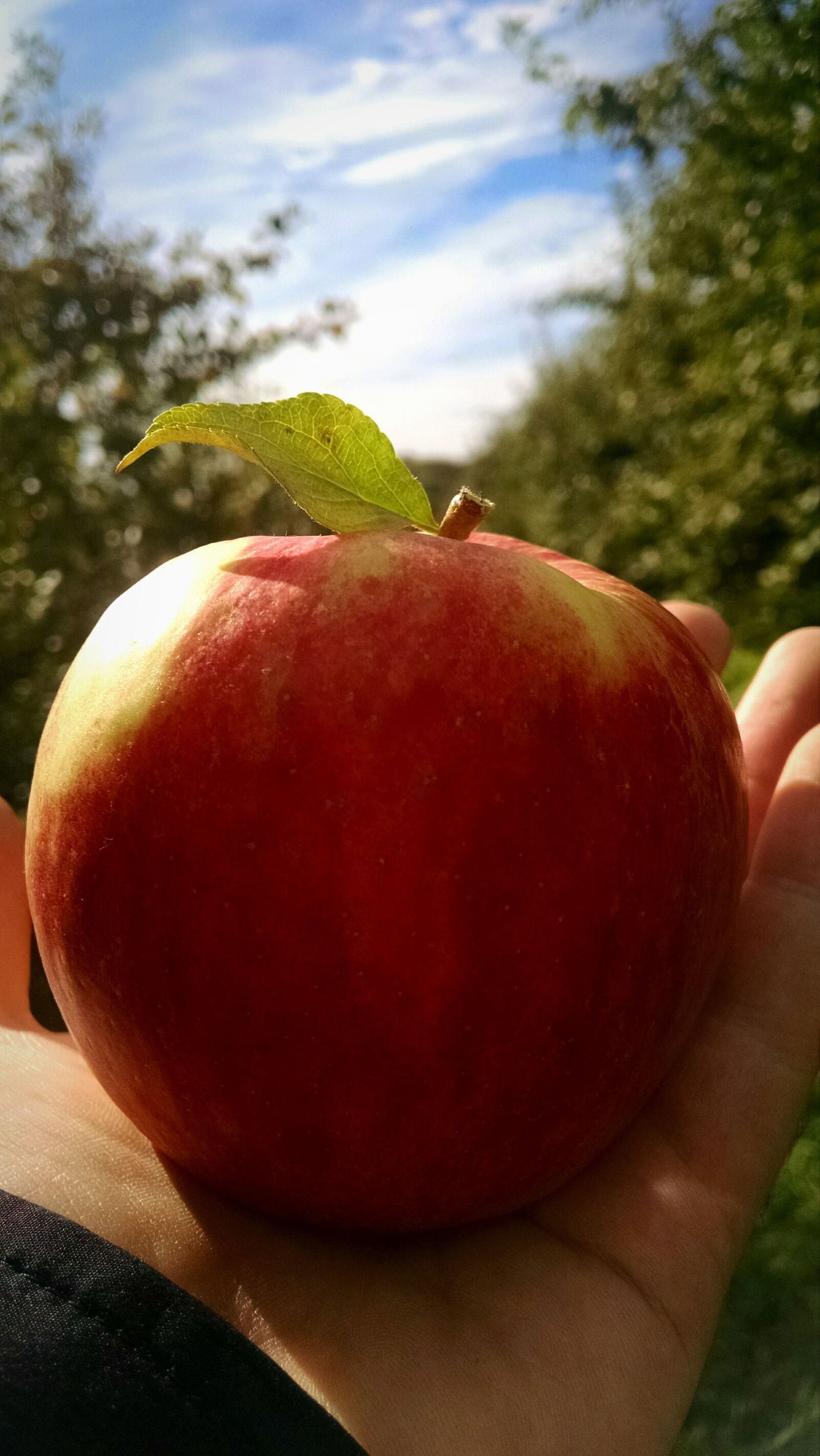 Motorola Moto X (1st Gen) sample photo. Apple, food, fruit, nature photography