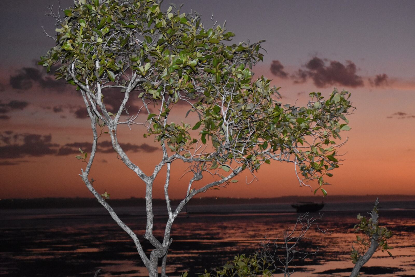 Nikon D3400 sample photo. Steer, beach, night fall photography