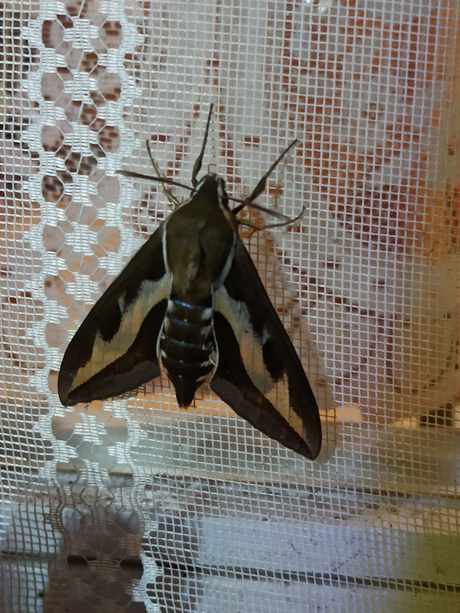 Xiaomi Redmi Note 8 Pro sample photo. A moth, gray moth photography