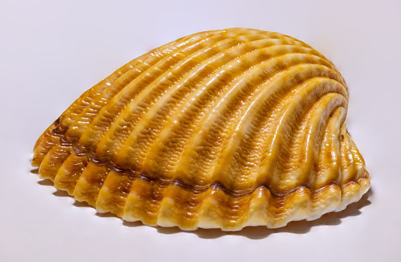 Nikon D850 sample photo. Seashell, the clams, detail photography