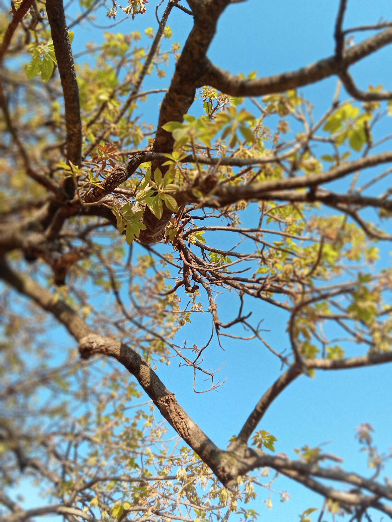 Realme C2 sample photo. Nature, tree, beautiful tree photography