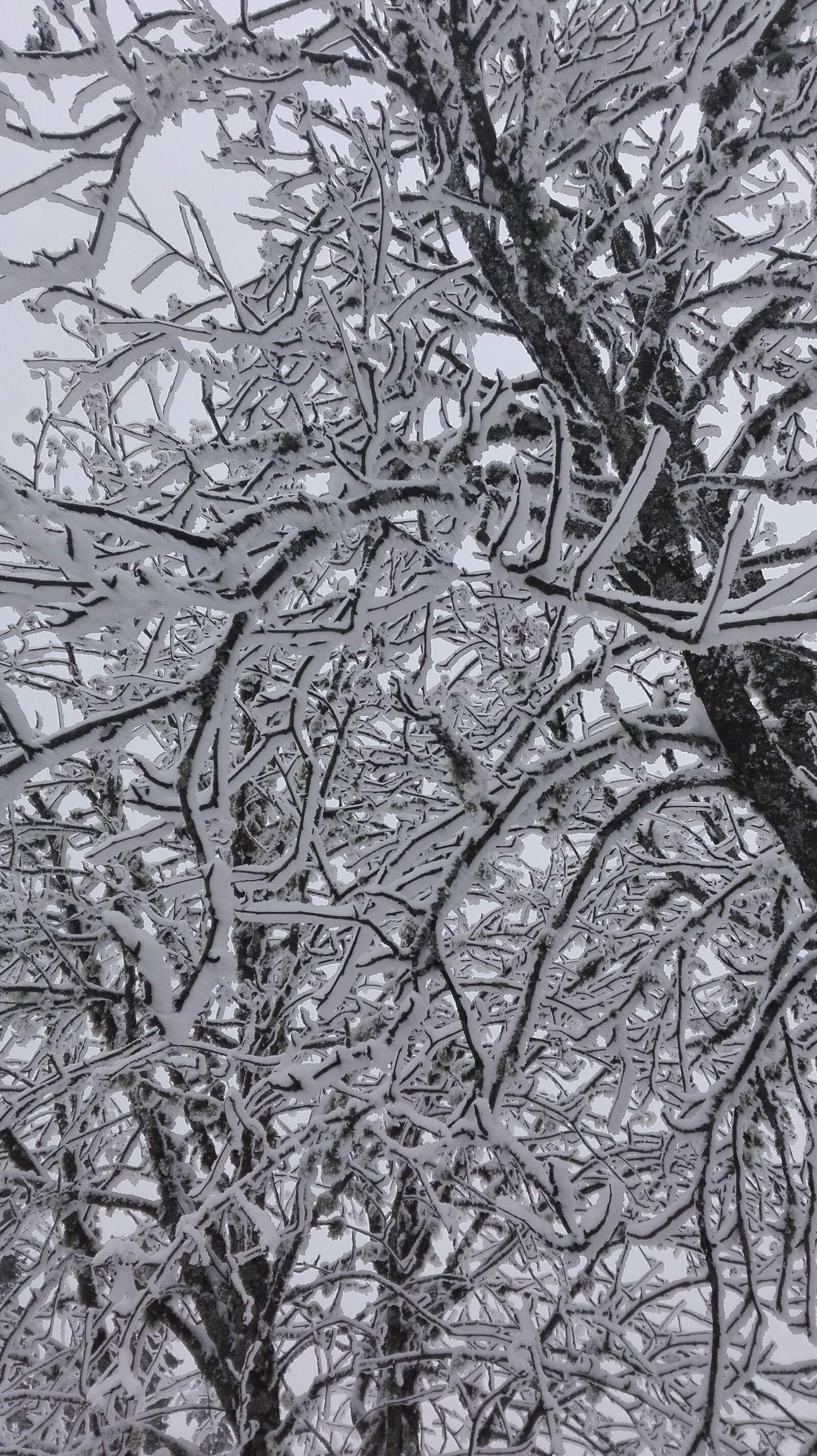 HUAWEI P8 Lite sample photo. Snow, winter, tree photography