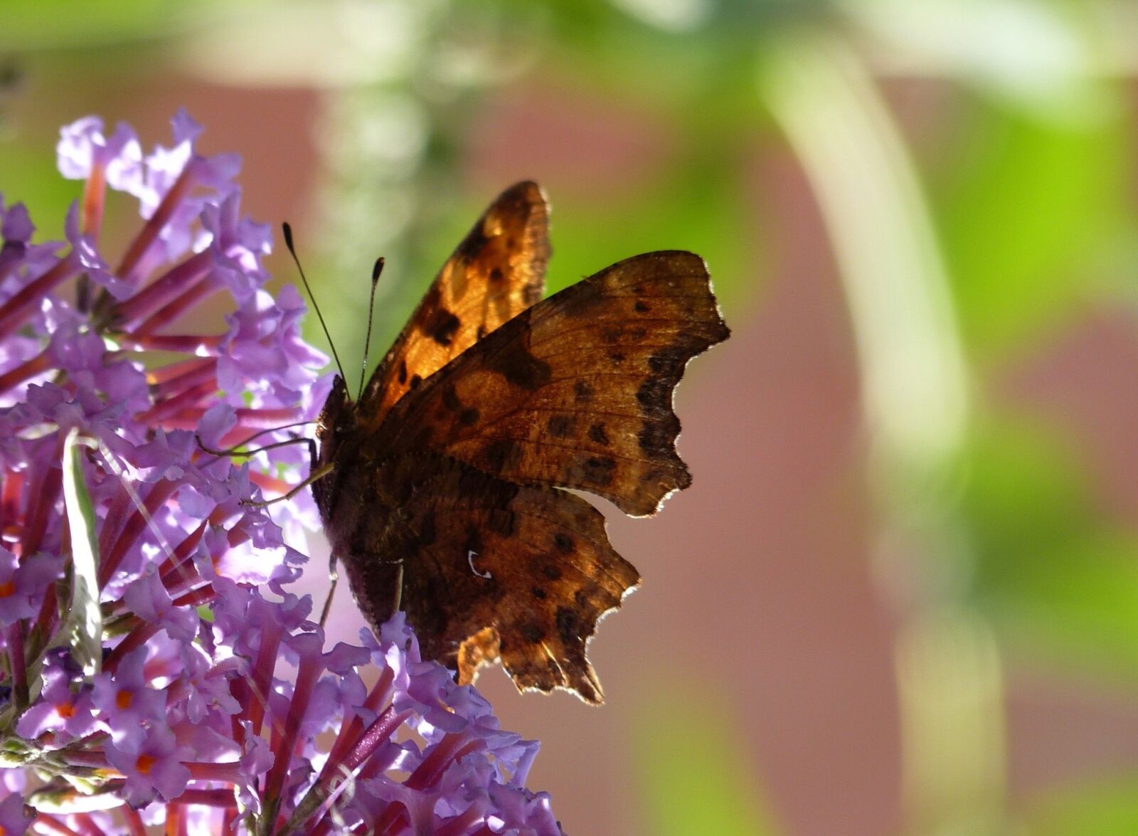 Panasonic Lumix DMC-FZ35 (Lumix DMC-FZ38) sample photo. Butterfly, flowers, nature photography