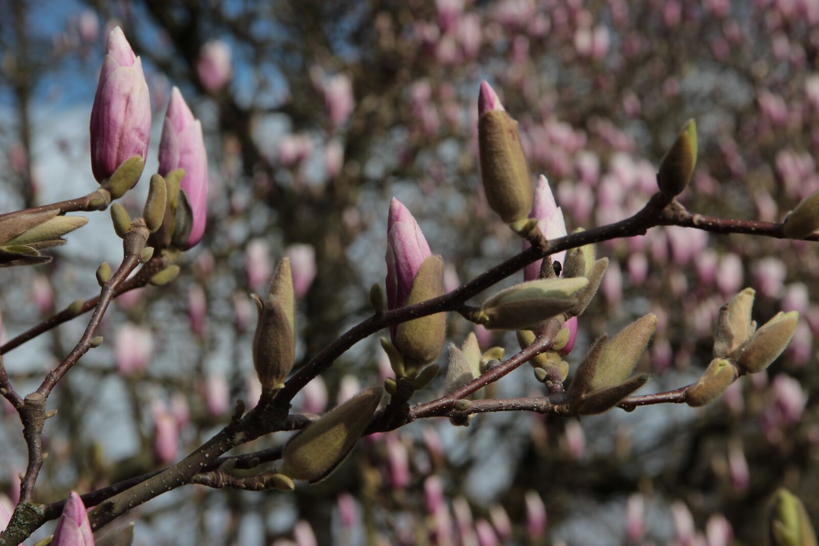 Canon EOS 600D (Rebel EOS T3i / EOS Kiss X5) sample photo. Nature, garden, petals photography