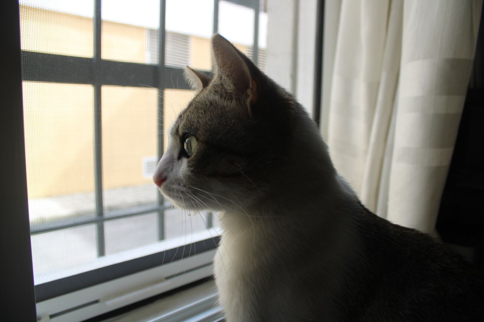 Canon EOS 2000D (EOS Rebel T7 / EOS Kiss X90 / EOS 1500D) sample photo. Cat, pet, animals photography
