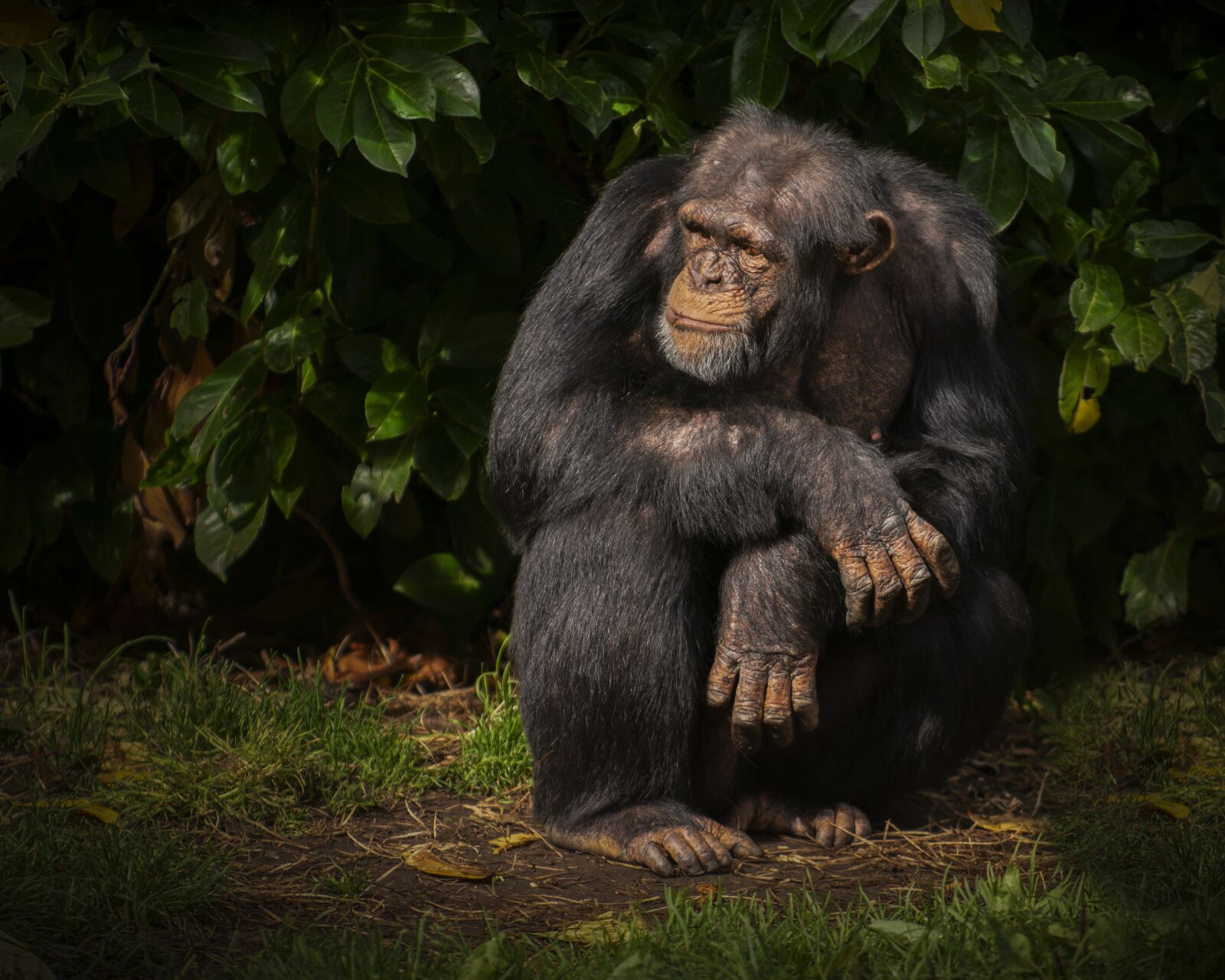 Nikon D7100 sample photo. Ape, chimp, zoo photography