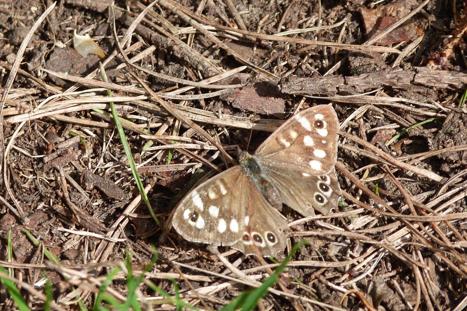 Panasonic Lumix DMC-FZ40 (Lumix DMC-FZ45) sample photo. Butterfly, brown, nature photography