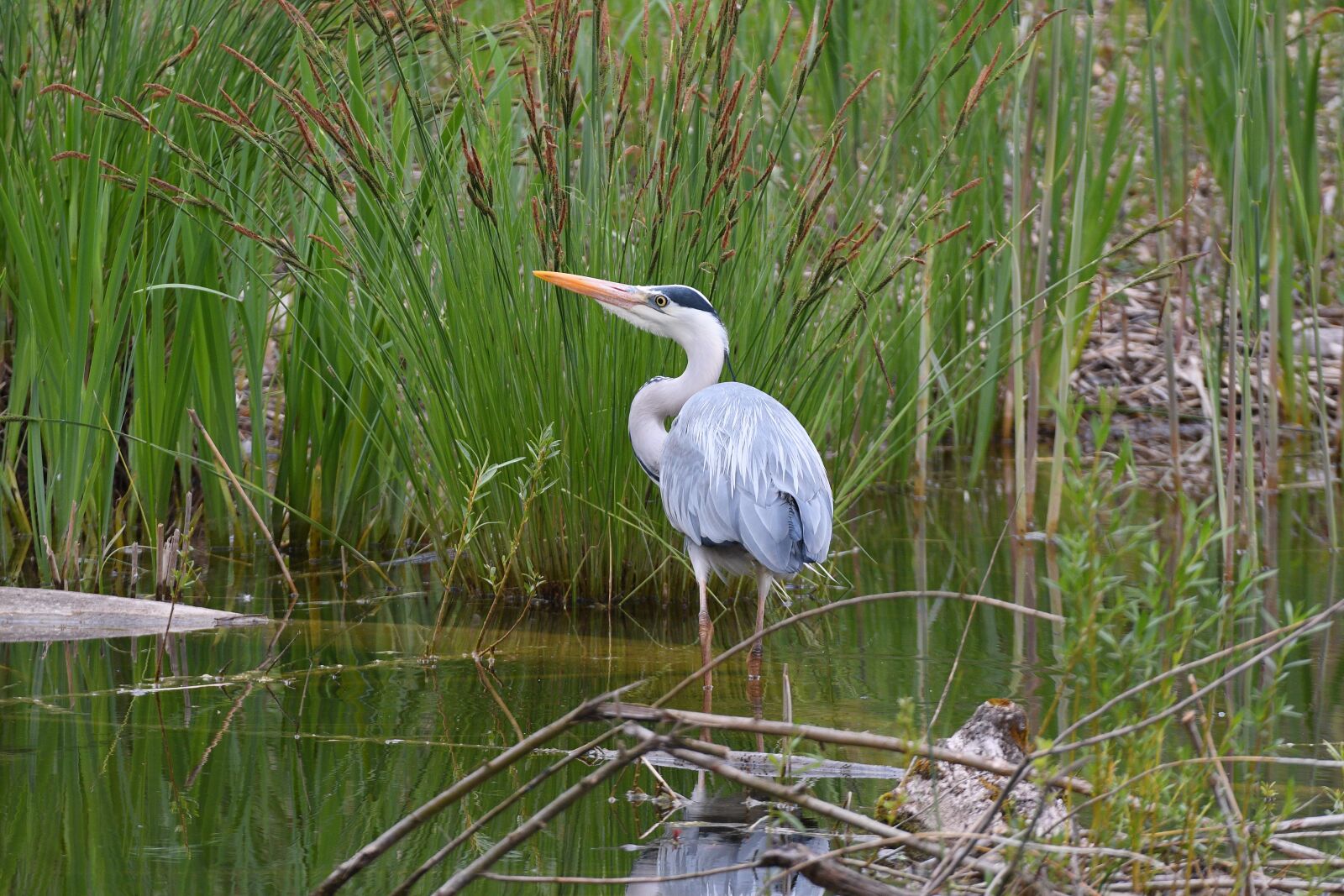 Nikon D500 sample photo. Grey heron, nature, bird photography
