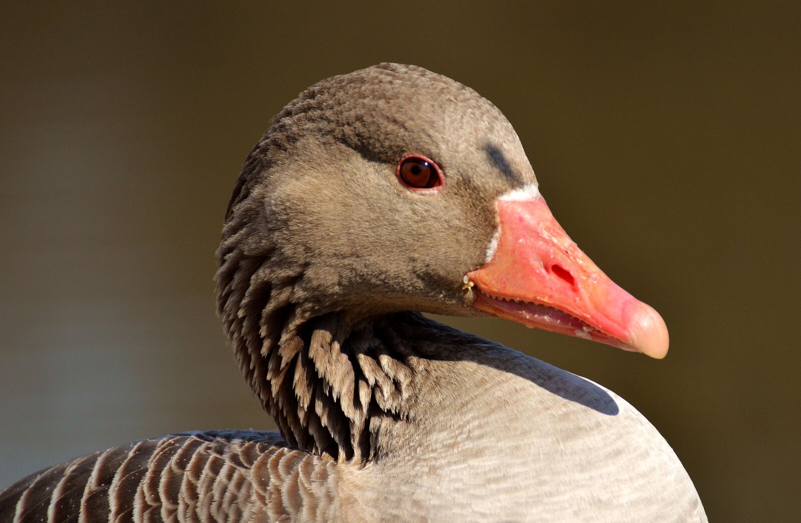 Nikon D3200 sample photo. Goose, water bird, animal photography