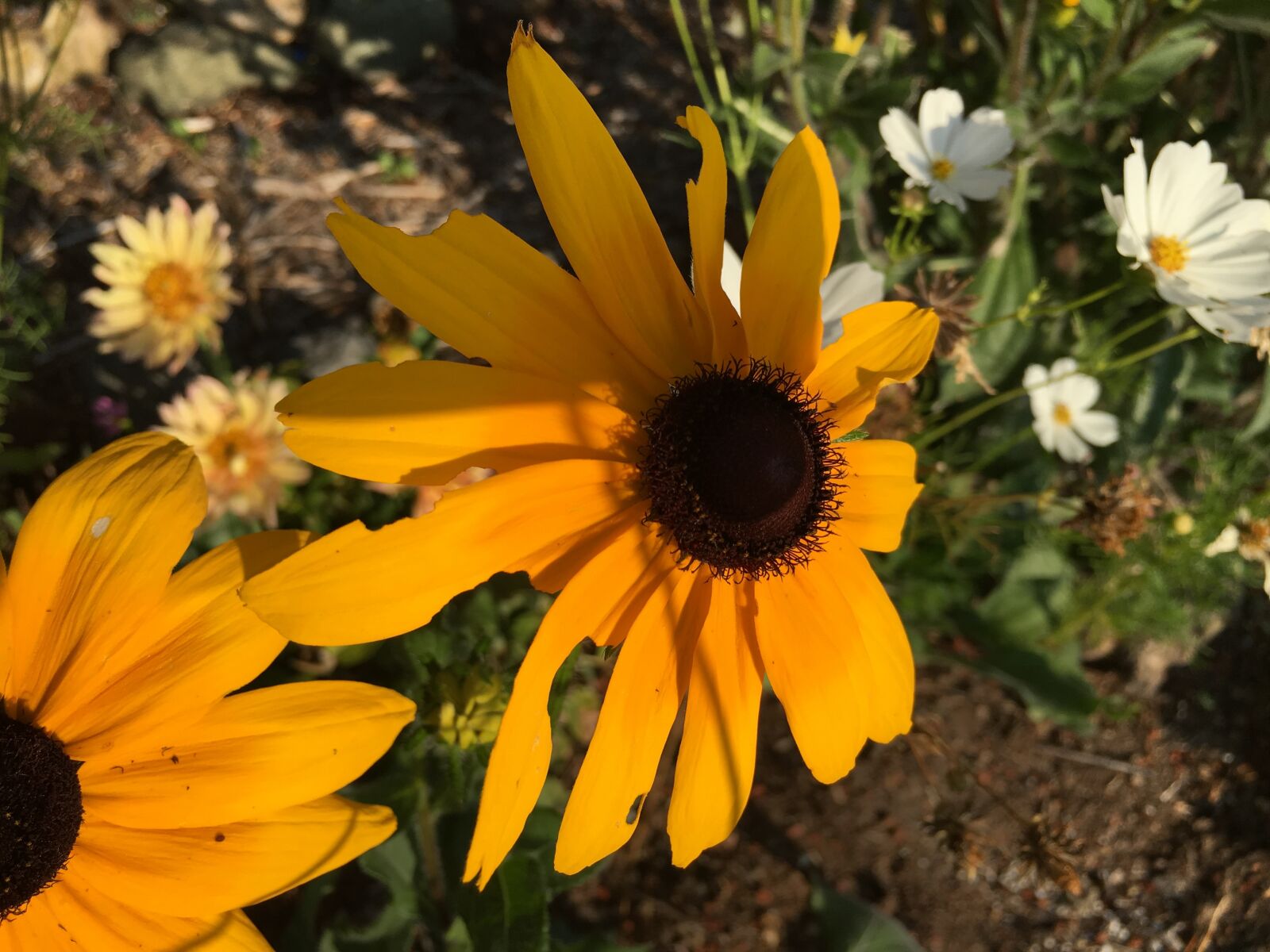 iPhone 6s back camera 4.15mm f/2.2 sample photo