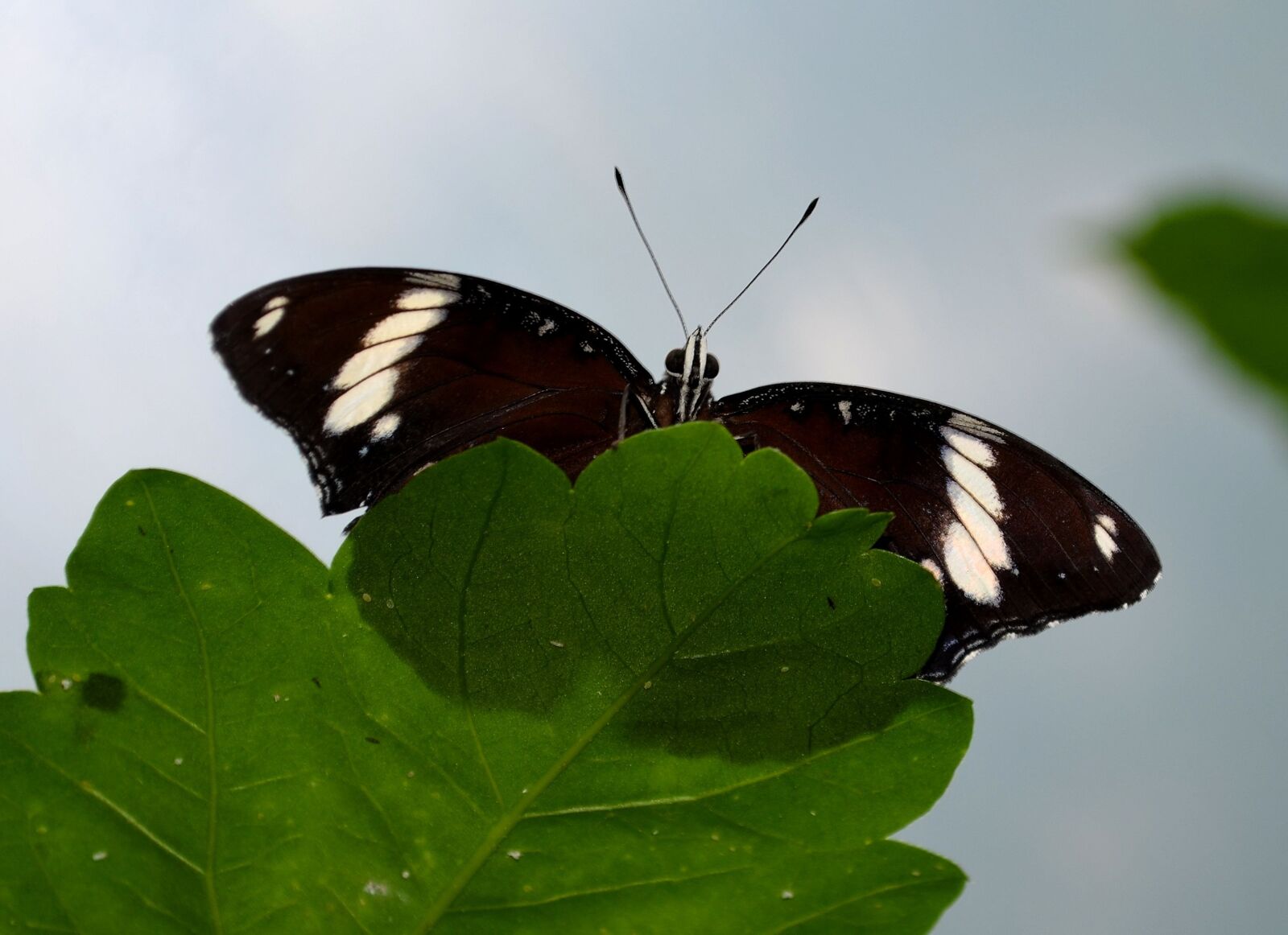Nikon D5100 sample photo. Butterfly, butterflies, edelfalter photography