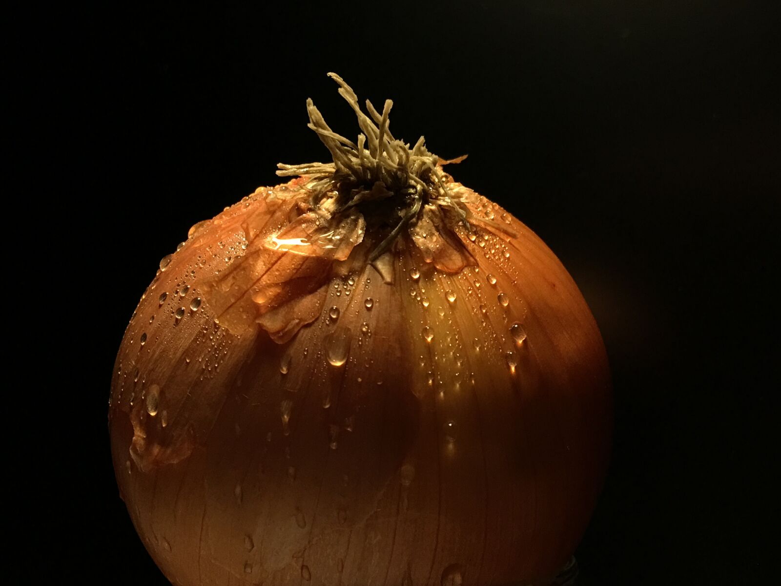 Apple iPhone 6s Plus sample photo. Onion, drops, nature photography