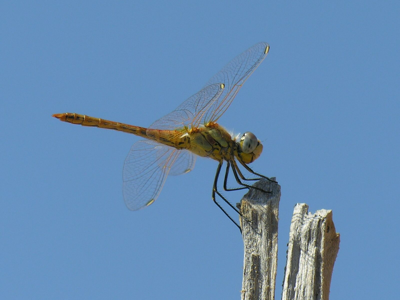 Nikon E8800 sample photo. Dragonfly, blue sky, bug photography