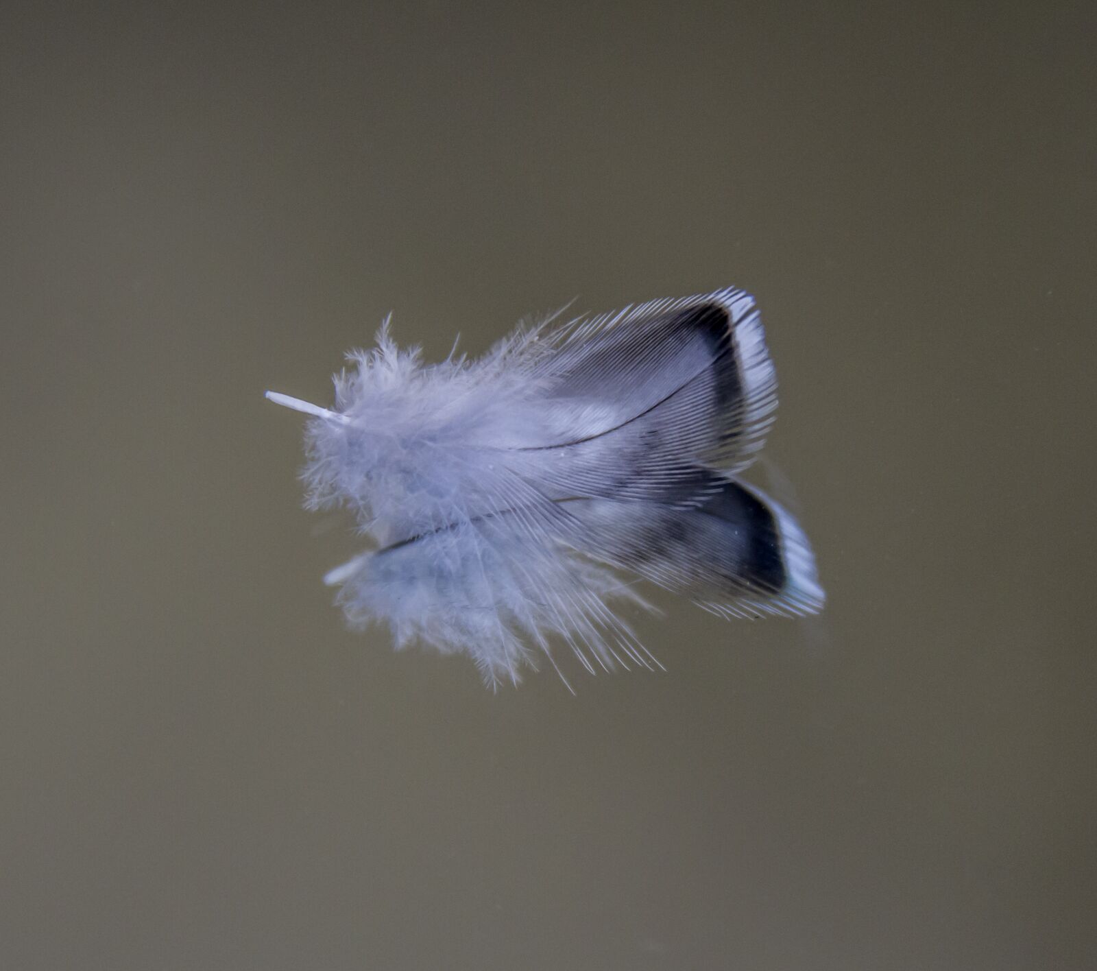 Canon EOS 7D sample photo. Feather, budgie, bird photography