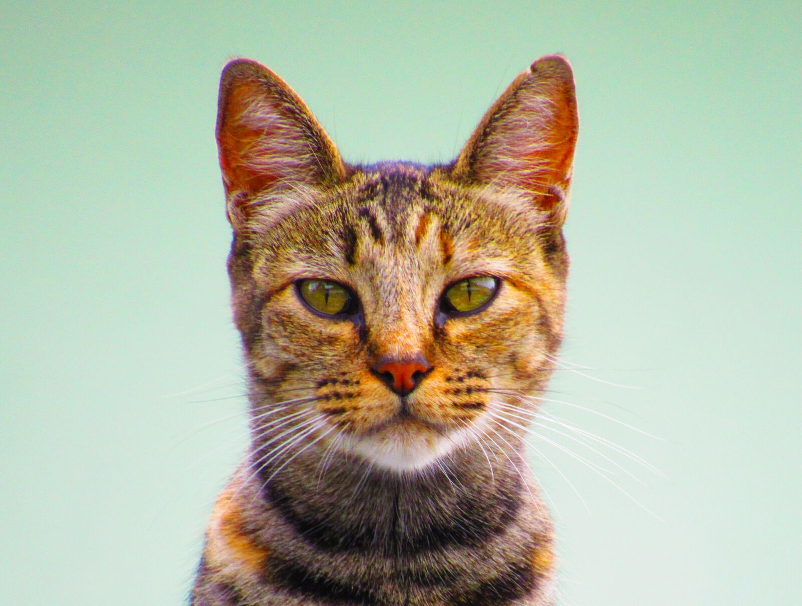 Canon PowerShot SX530 HS sample photo. Cat, feline, animals photography