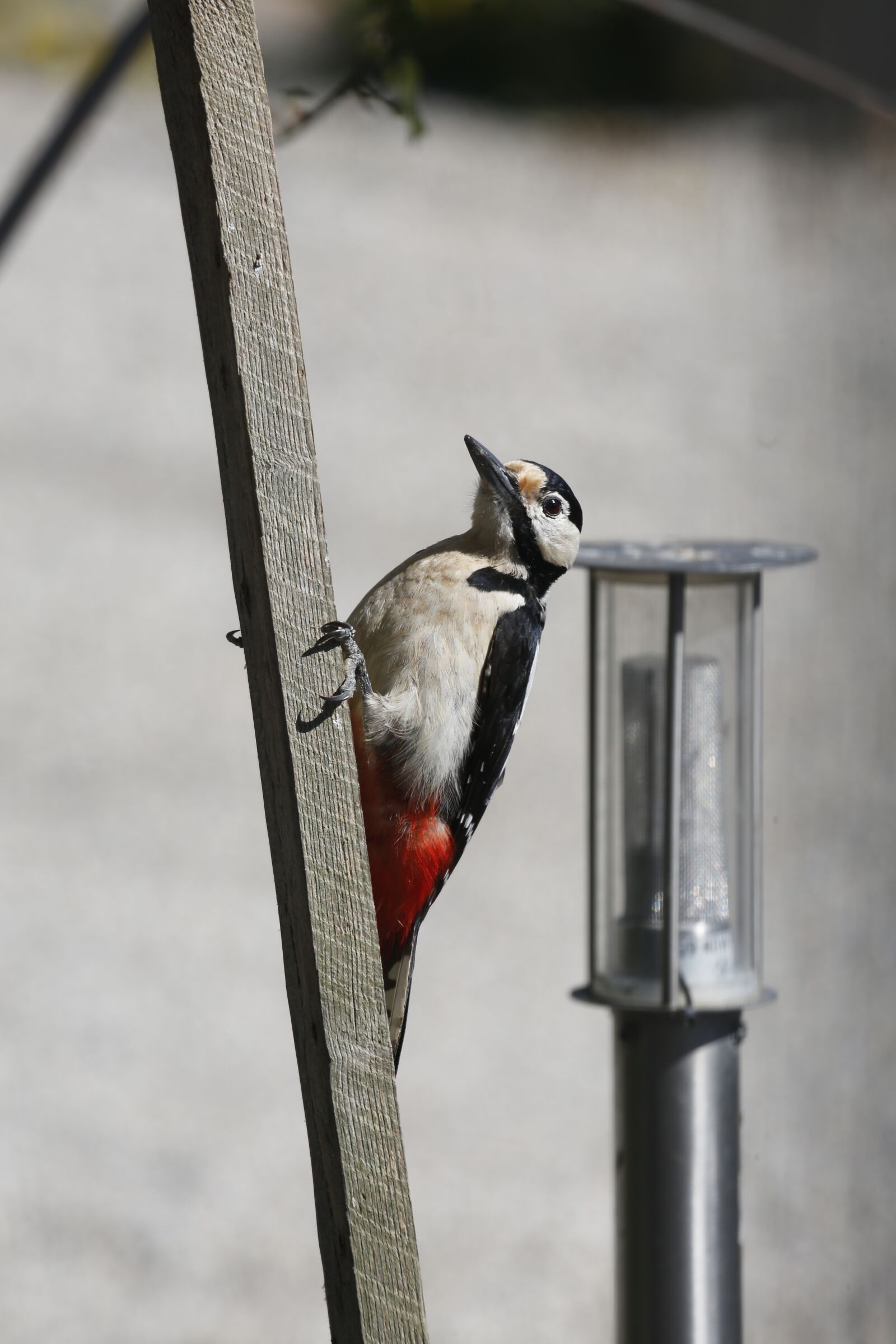 Canon EF 100-400mm F4.5-5.6L IS USM sample photo. Woodpecker, great spotted woodpecker photography