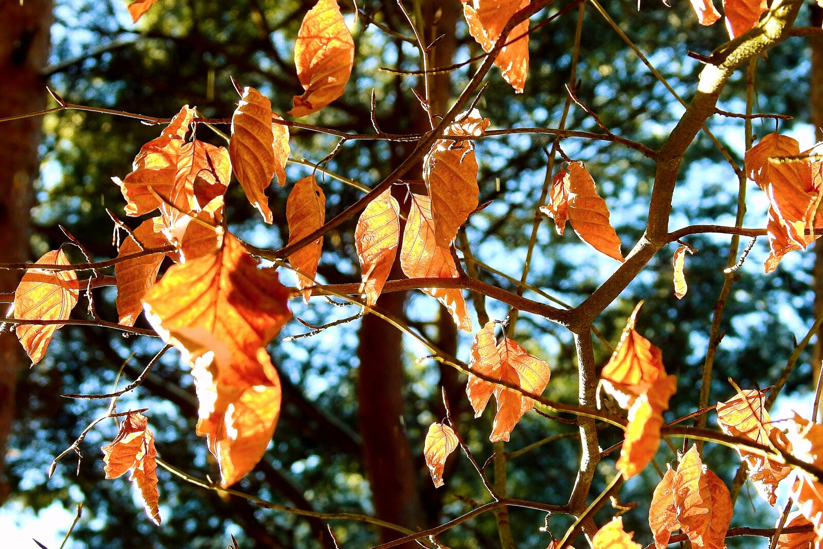 Nikon Coolpix P900 sample photo. Leaf, tree, winter photography
