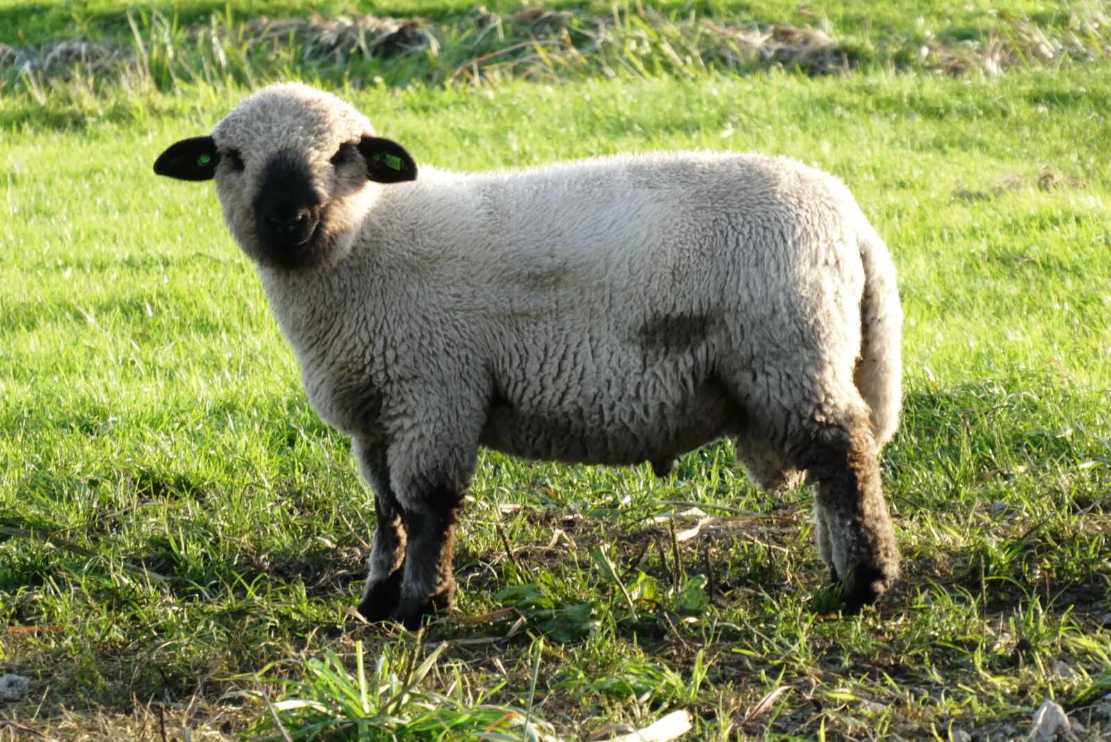 Panasonic Lumix DC-ZS70 (Lumix DC-TZ90) sample photo. Sheep, wool, farm photography