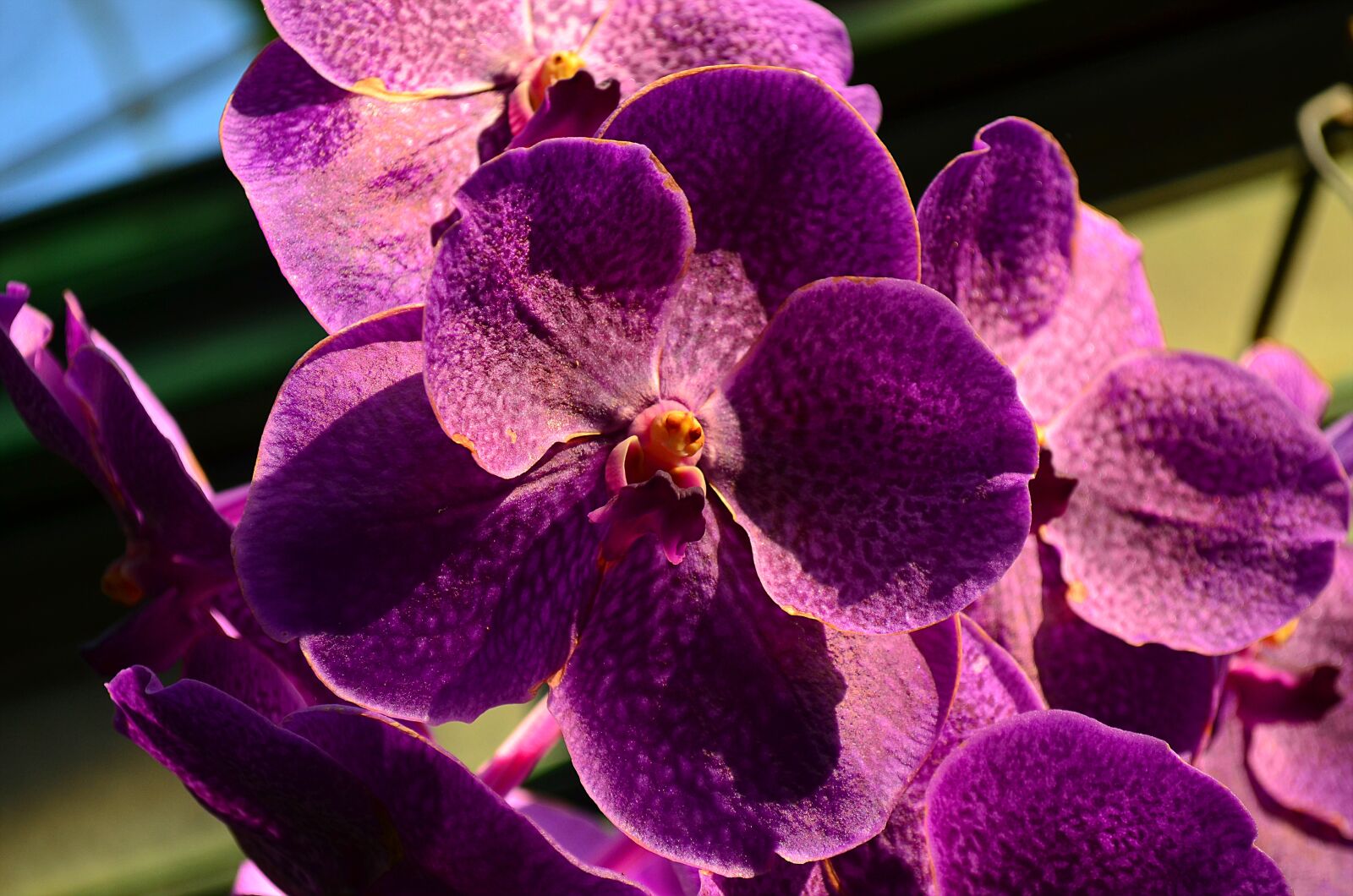 Nikon D5100 sample photo. Orchid, flower, plant photography