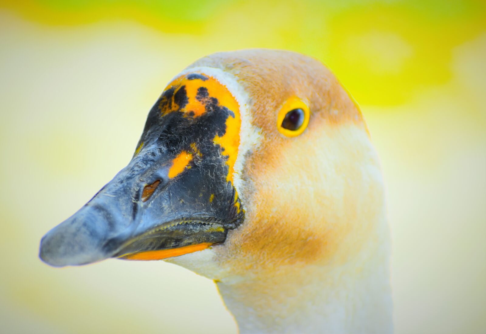 Nikon D5600 sample photo. Nature, wildlife, bird photography