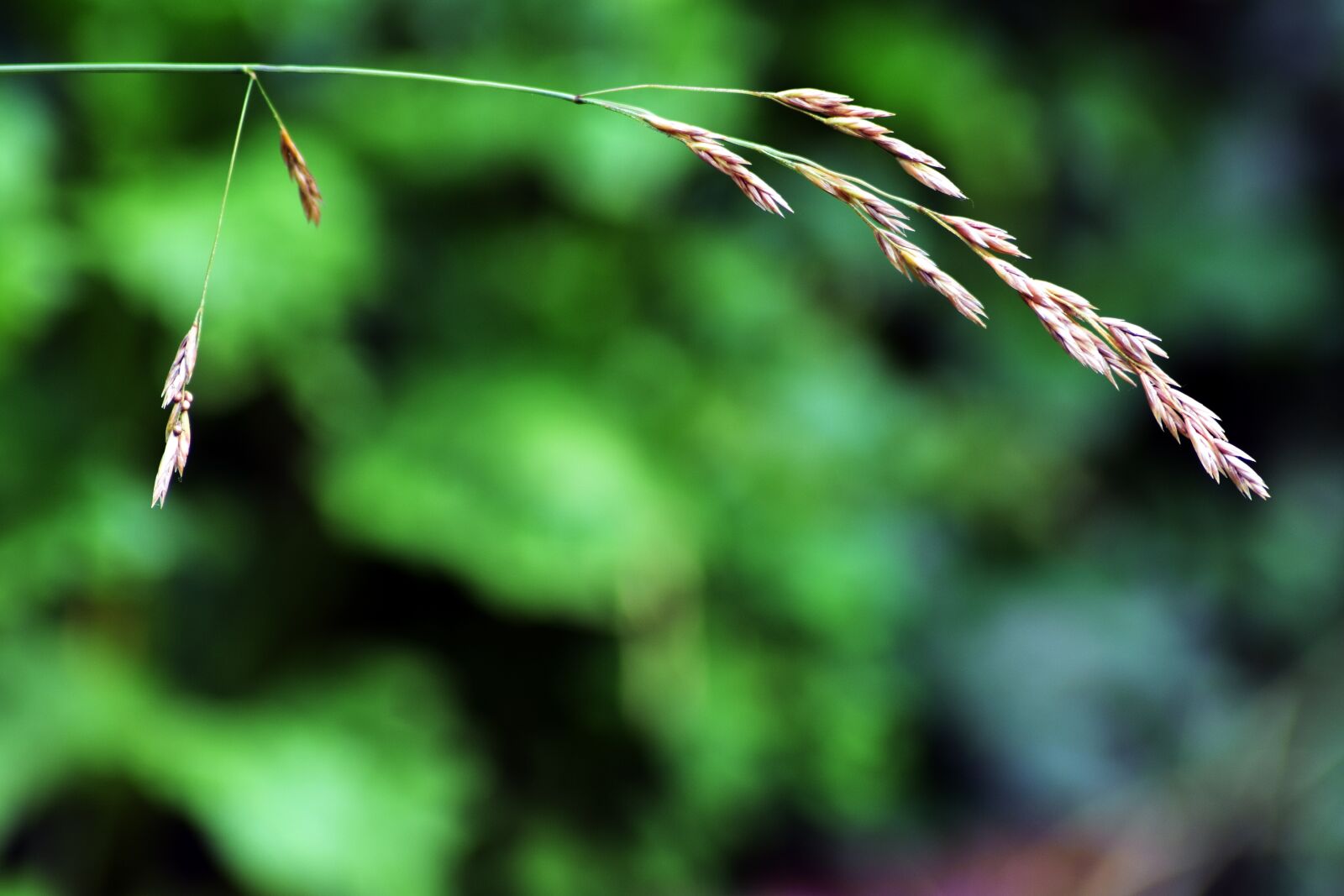 Nikon D3400 sample photo. Plant, garden, yard photography