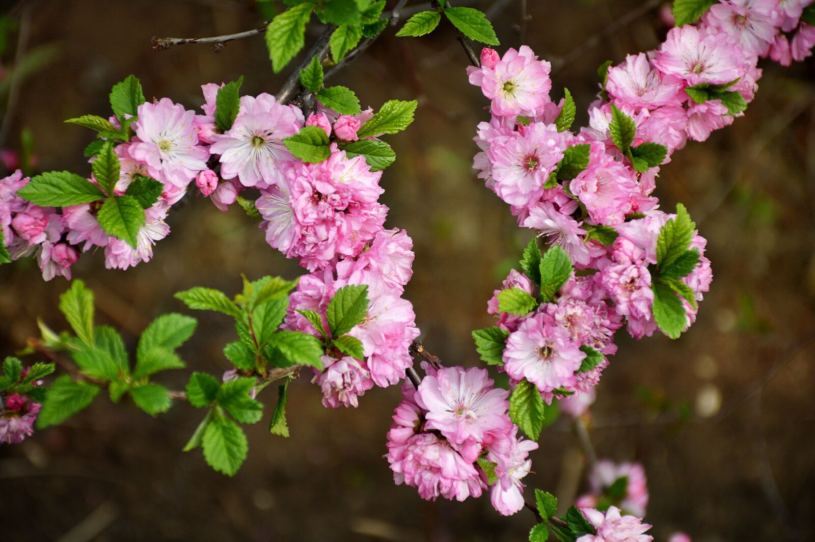 Nikon D3200 sample photo. Bloom, sakura, nature photography